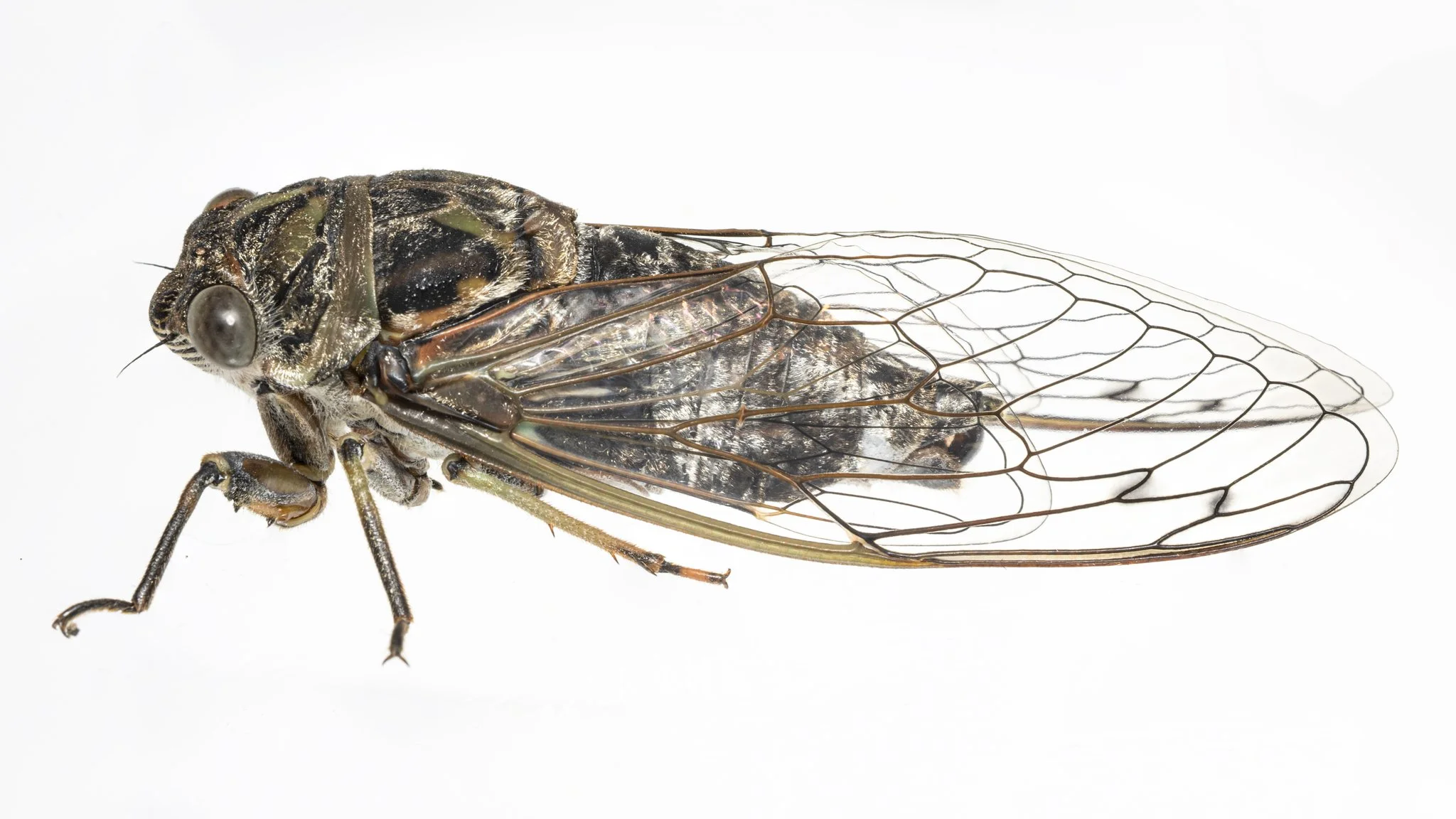 Neotibicen canicularis
