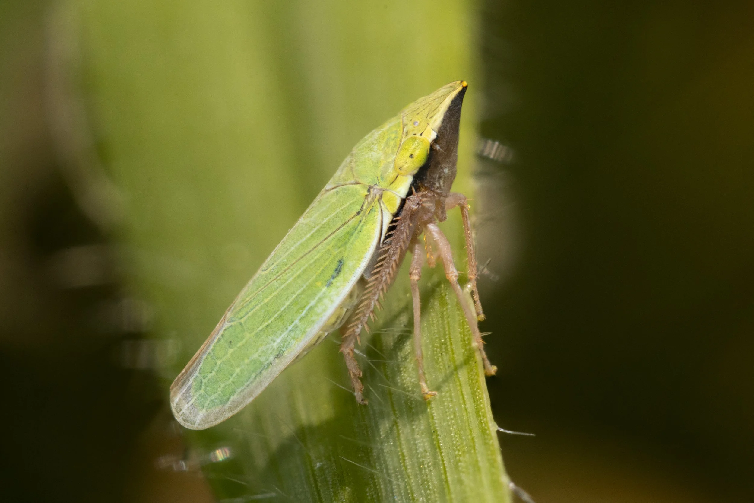 Draeculacephala antica