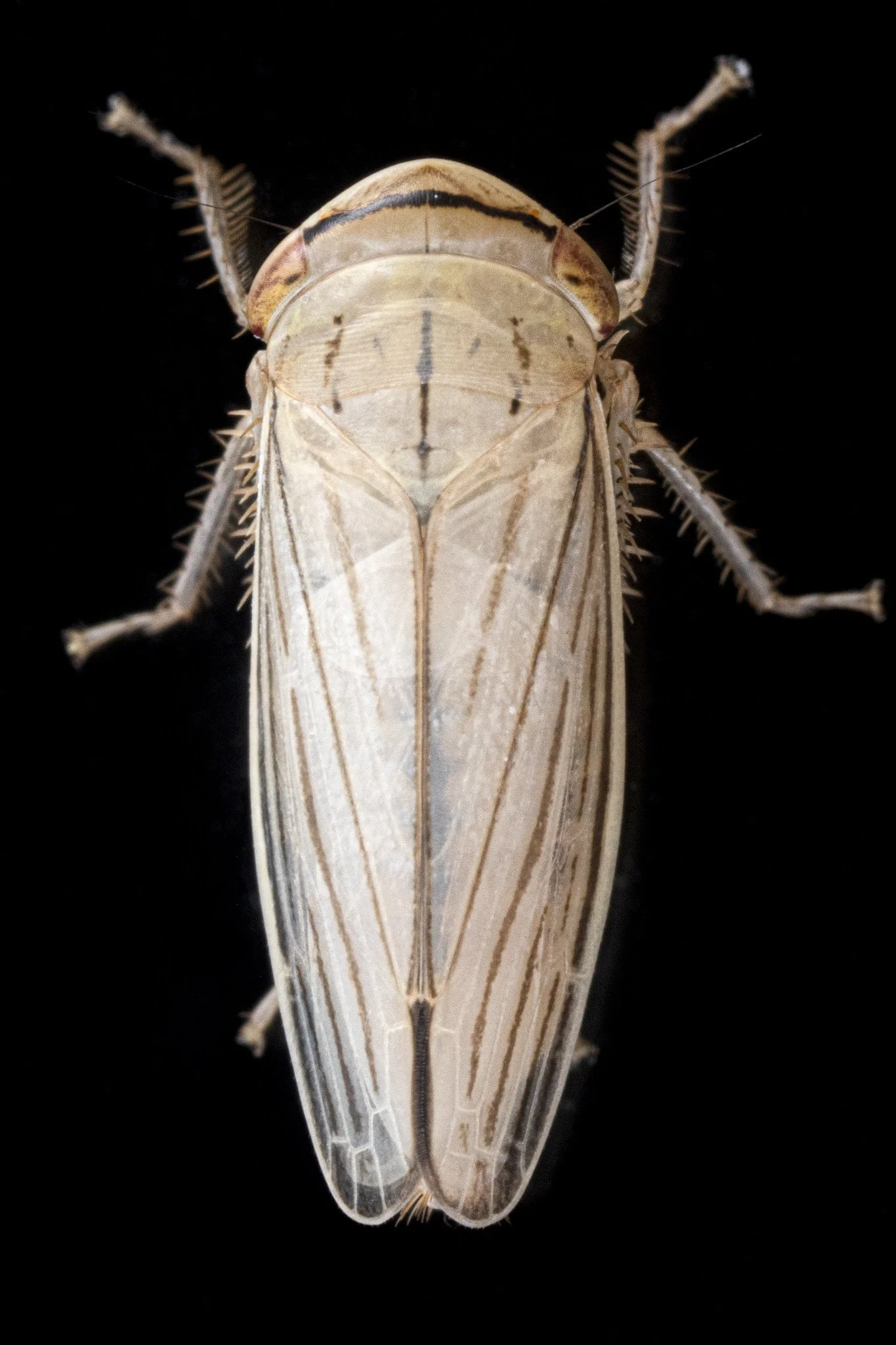 Athysanus argentarius