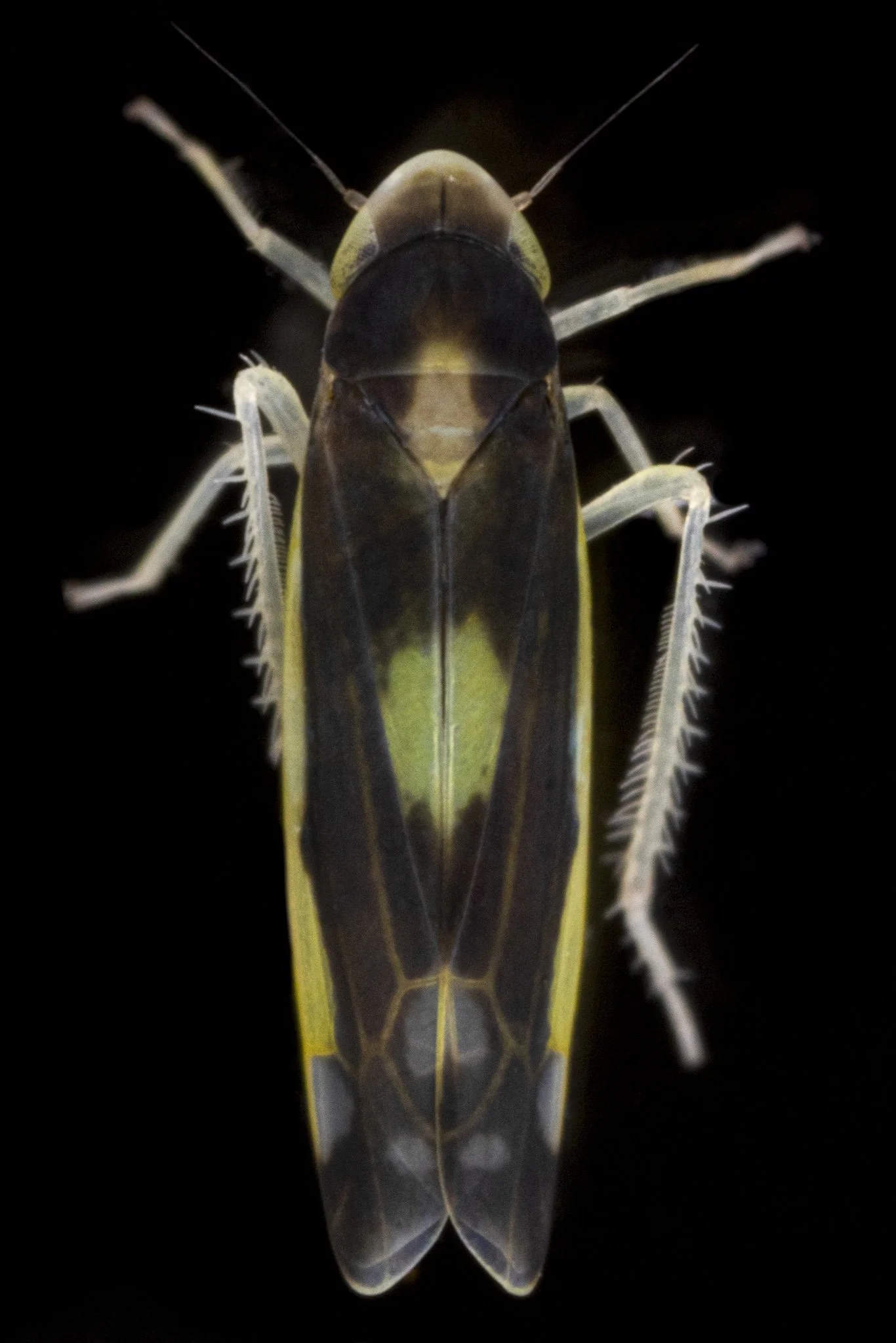 Eupteryx flavoscuta