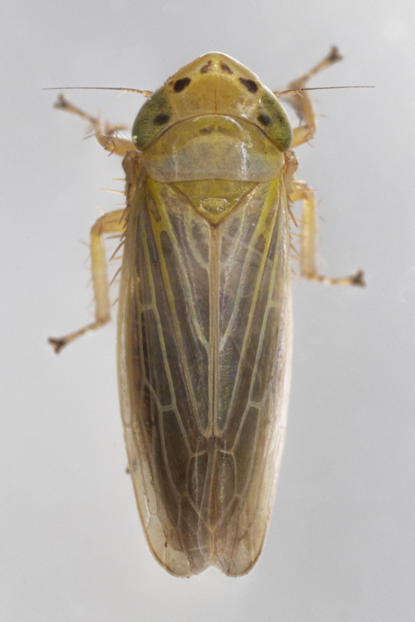 Amplicephalus simplex