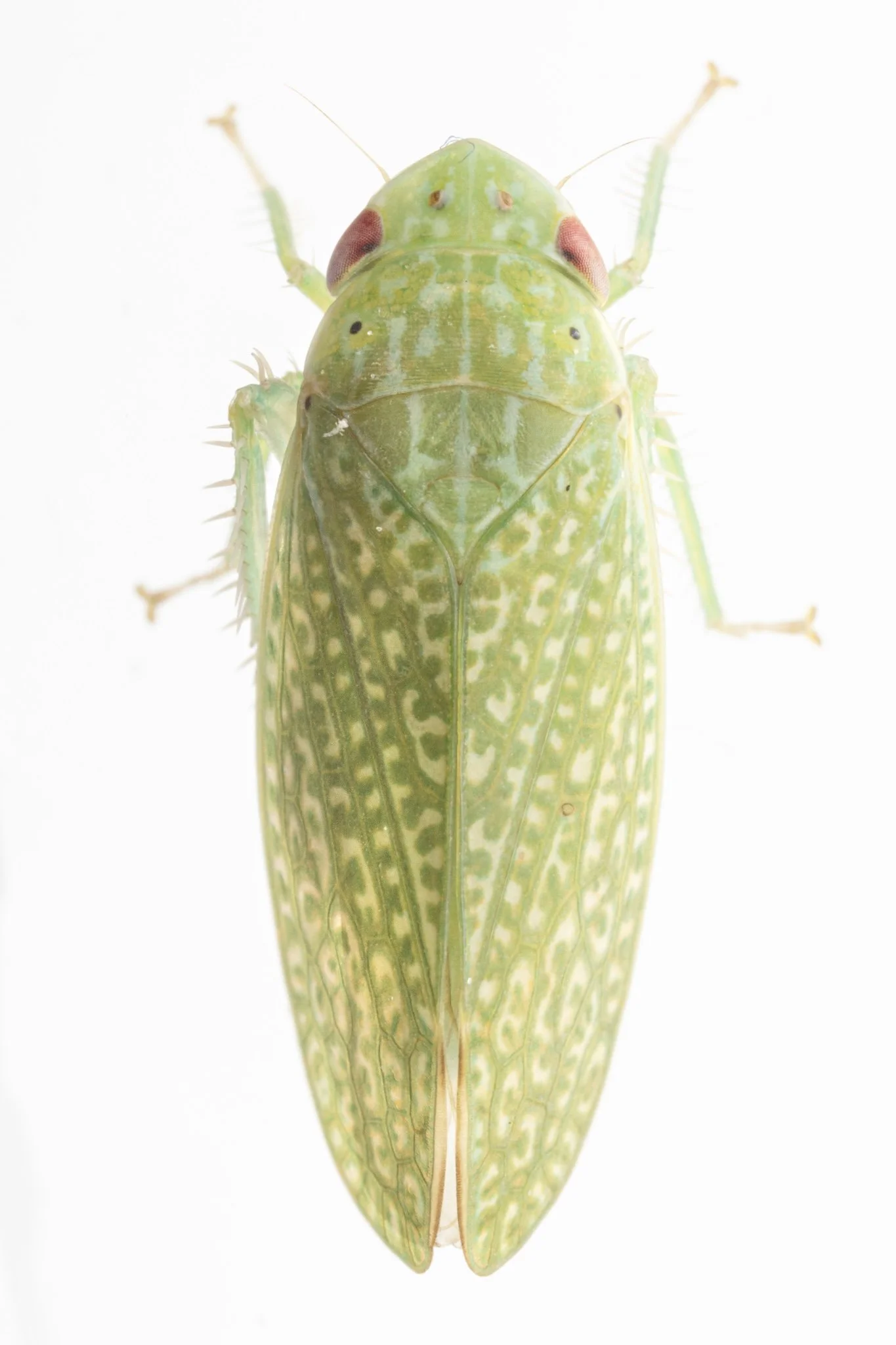 Rugosana sp.