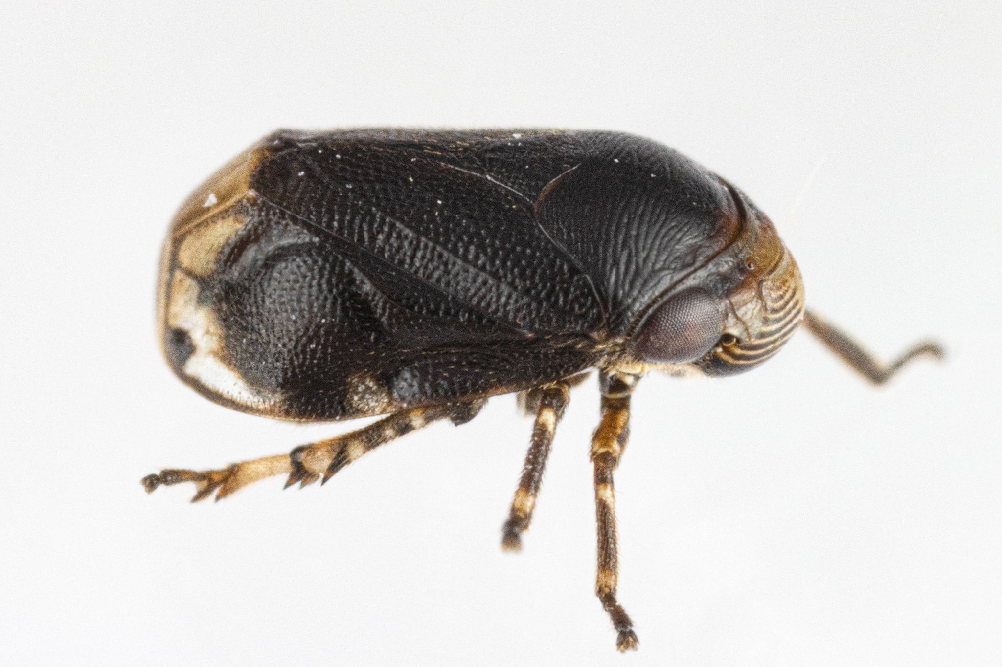 Clastoptera xanthocephala