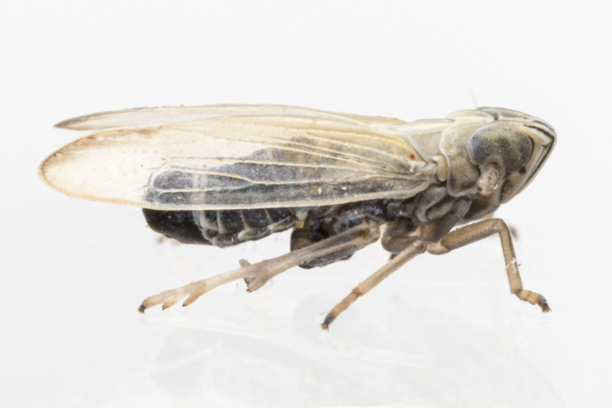 Prokelisia salina