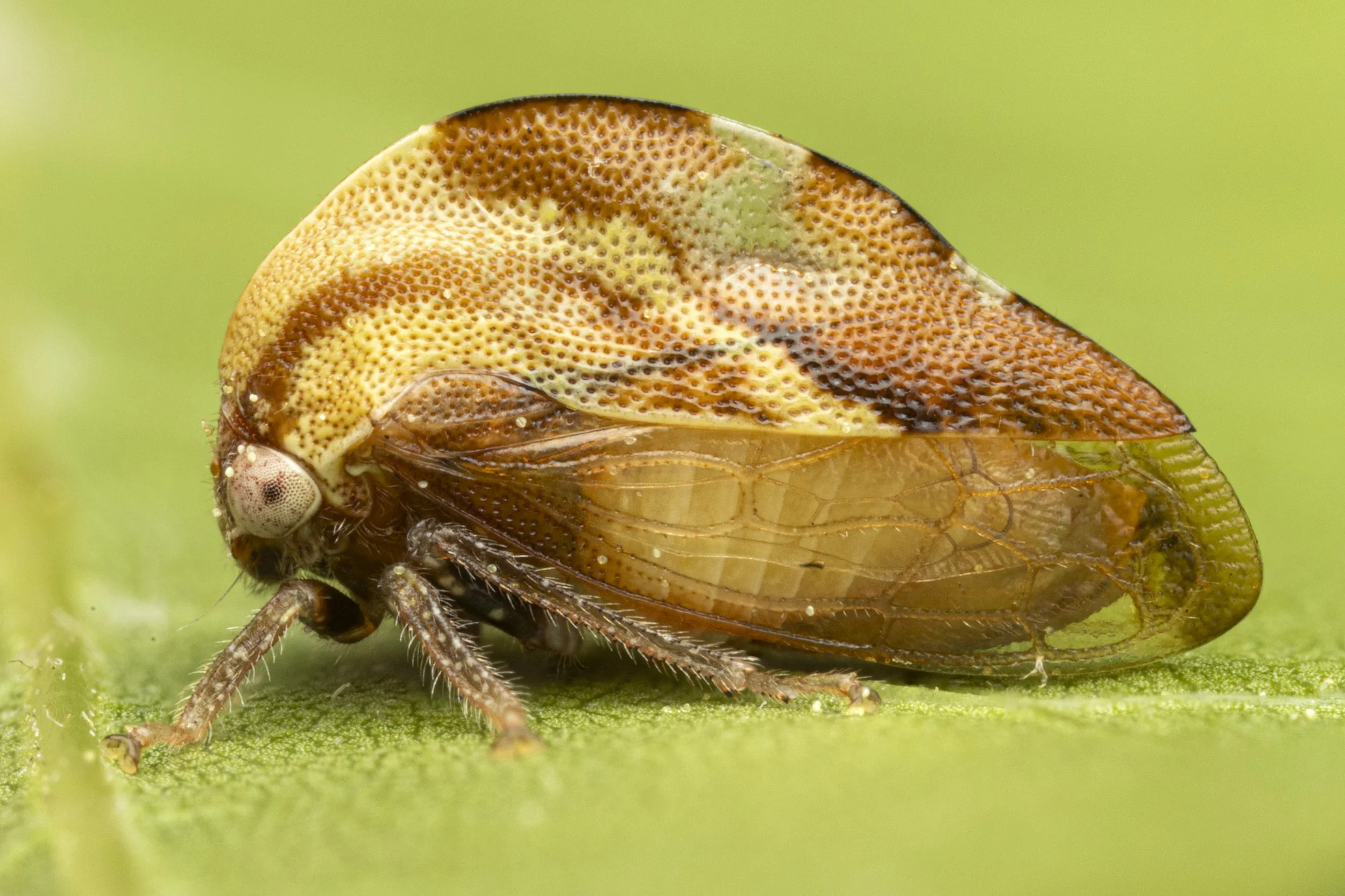Cyrtolobus discoidalis