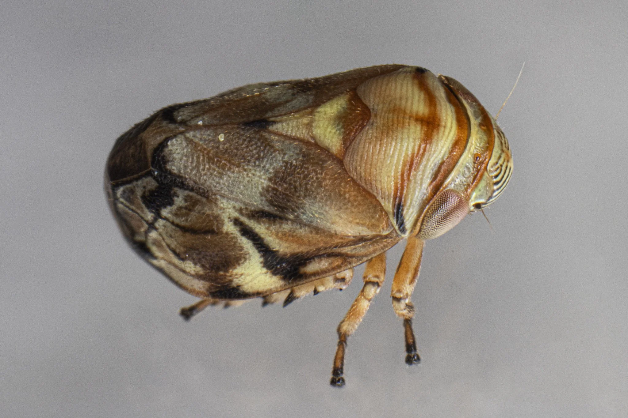 Clastoptera arborina