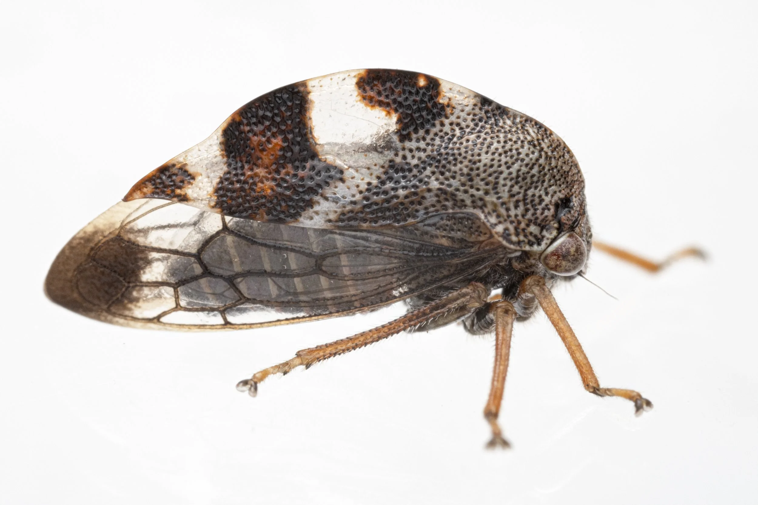 Cyrtolobus tuberosus | ♂