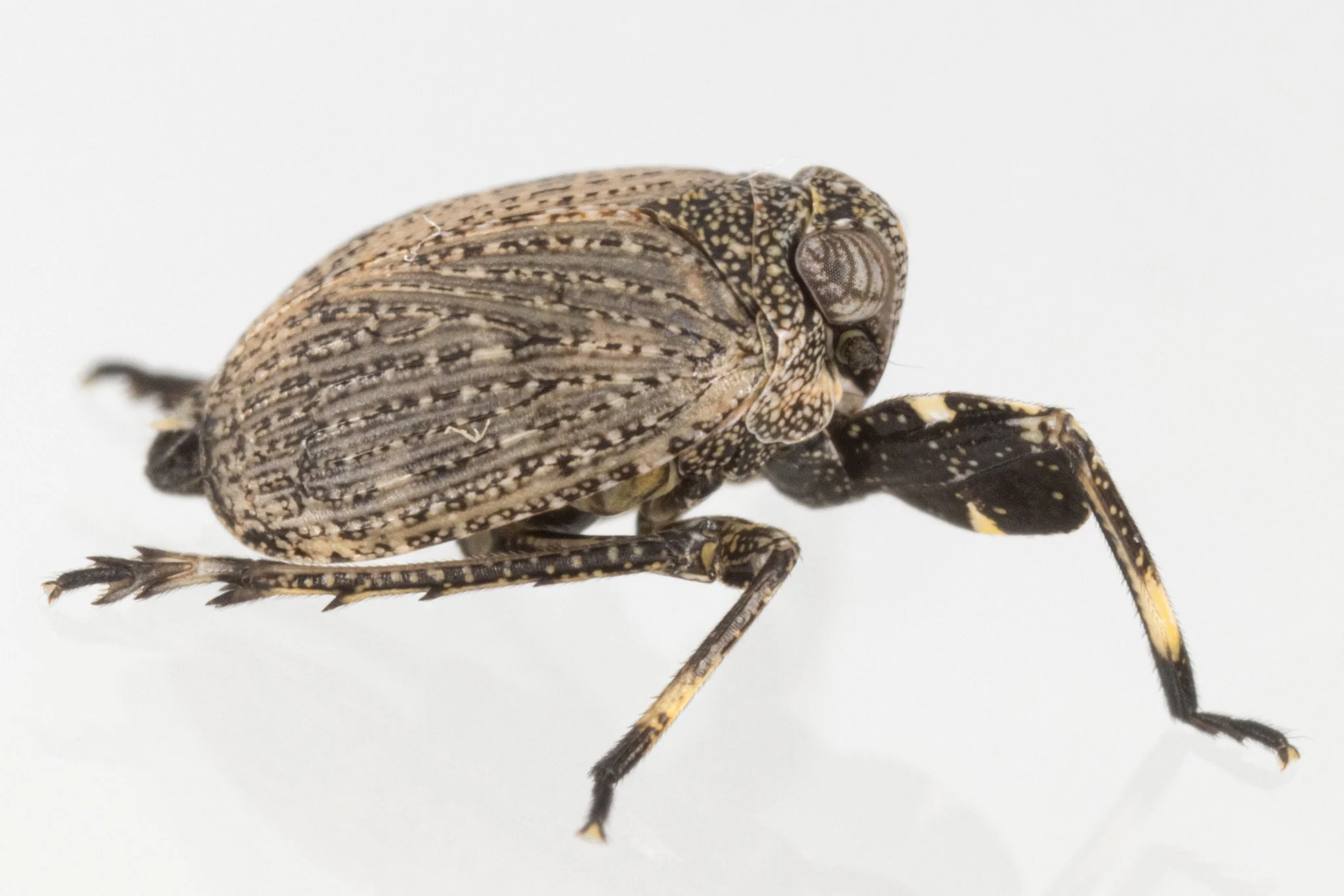 Phylloscelis pallescens