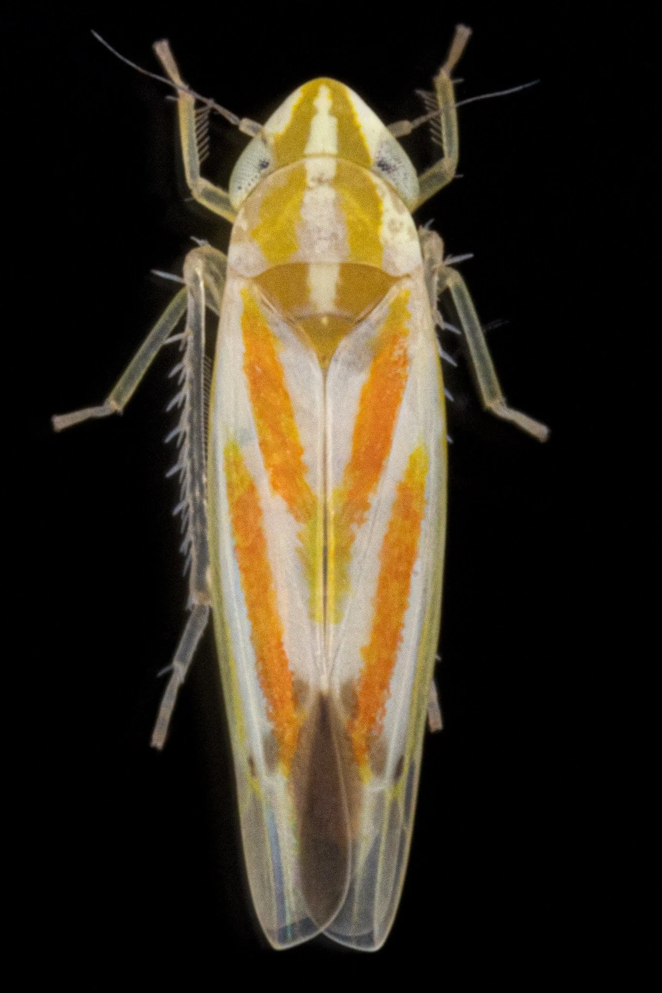 Erythridula cf. aspera