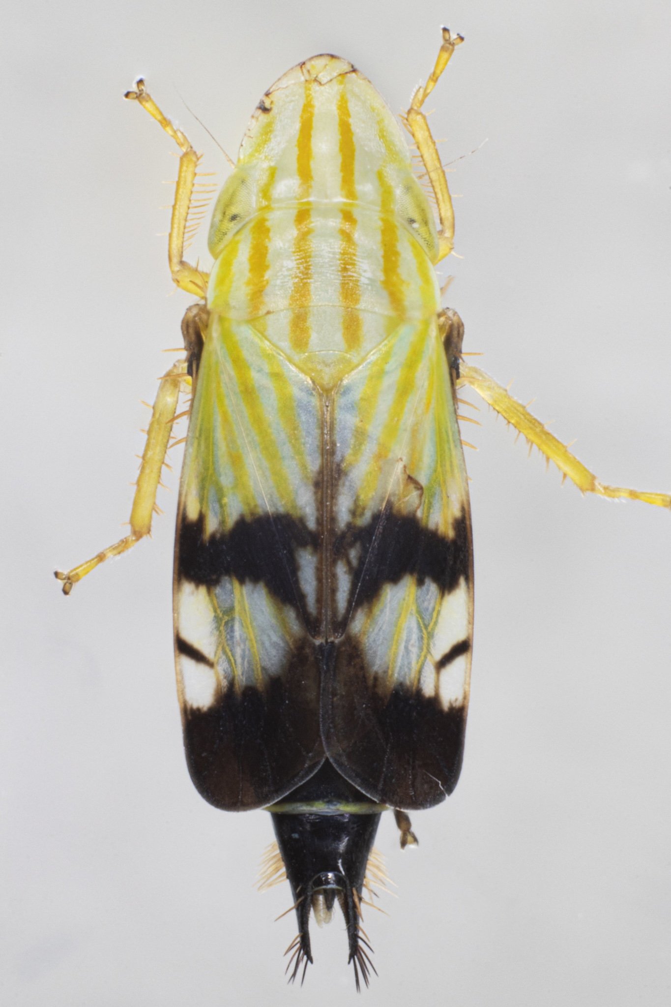 Neohecalus lineatus