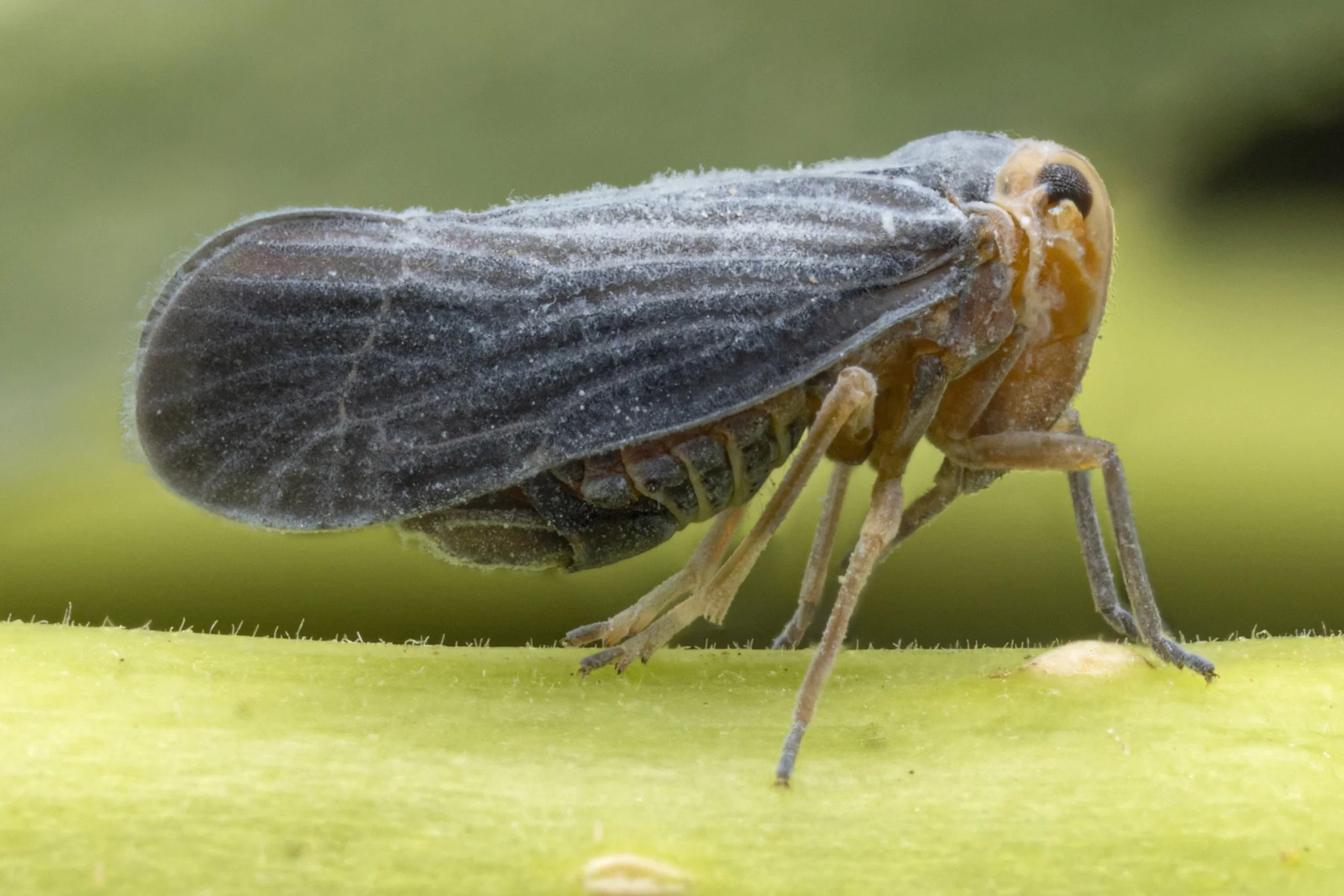 Cedusa sp.