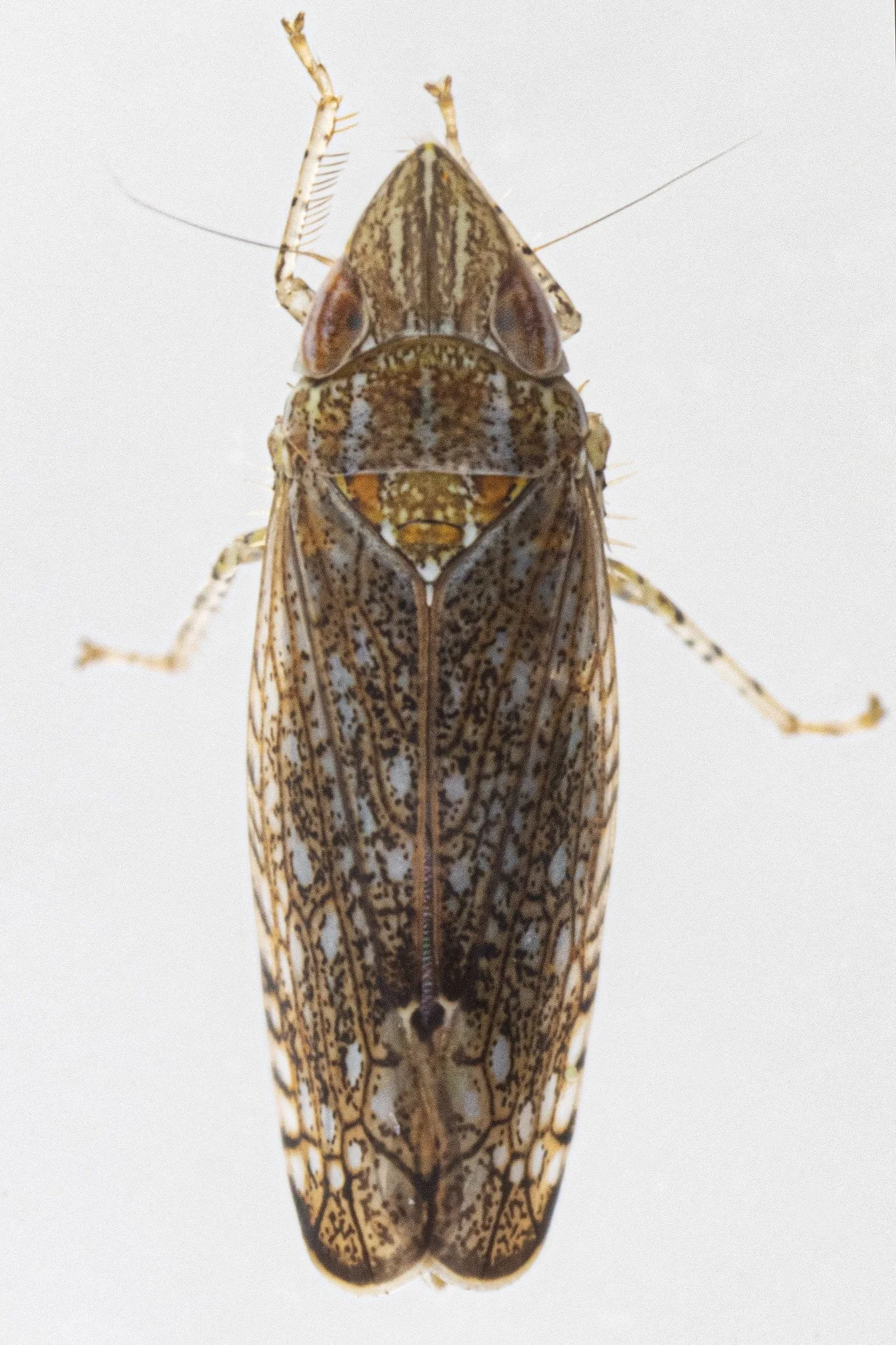 Scaphytopius acutus