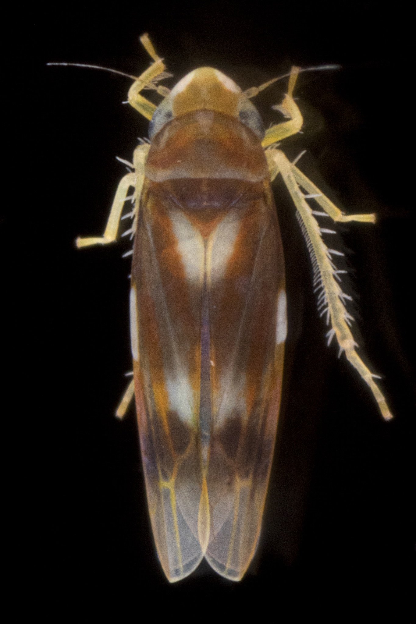 Erythridula fumida