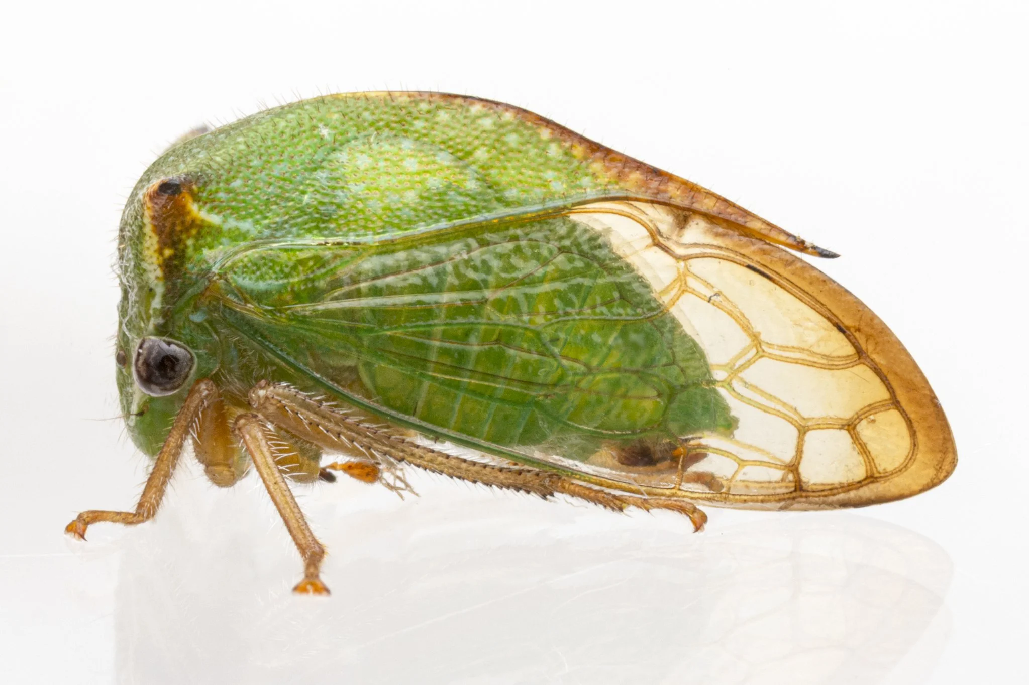 Stictocephala sp. | ♂