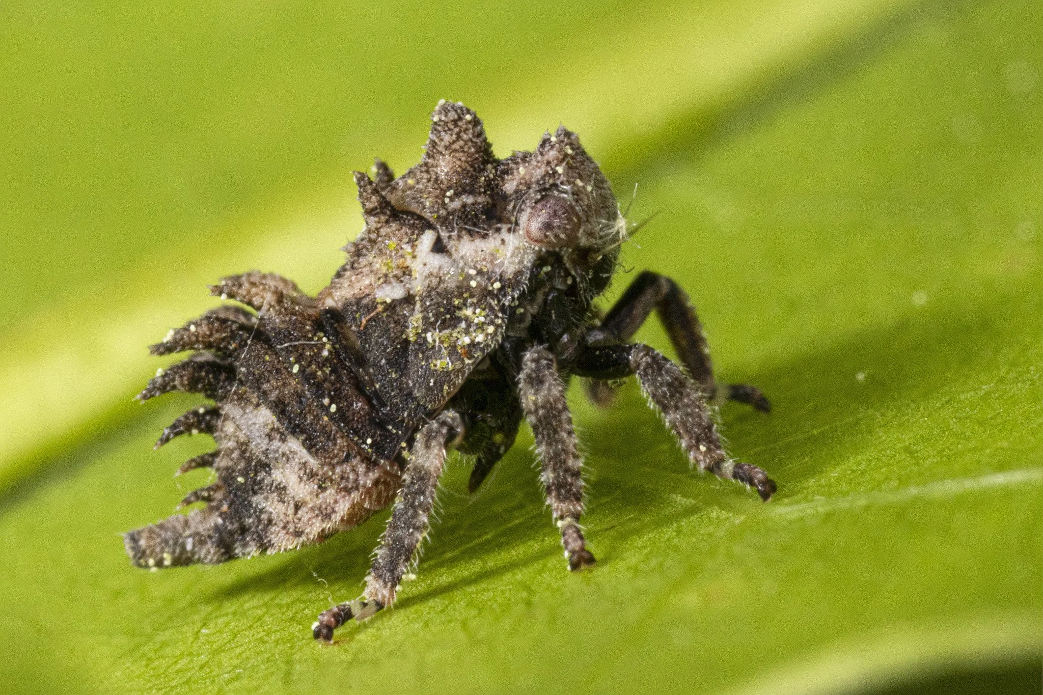 Glossonotus turriculatus