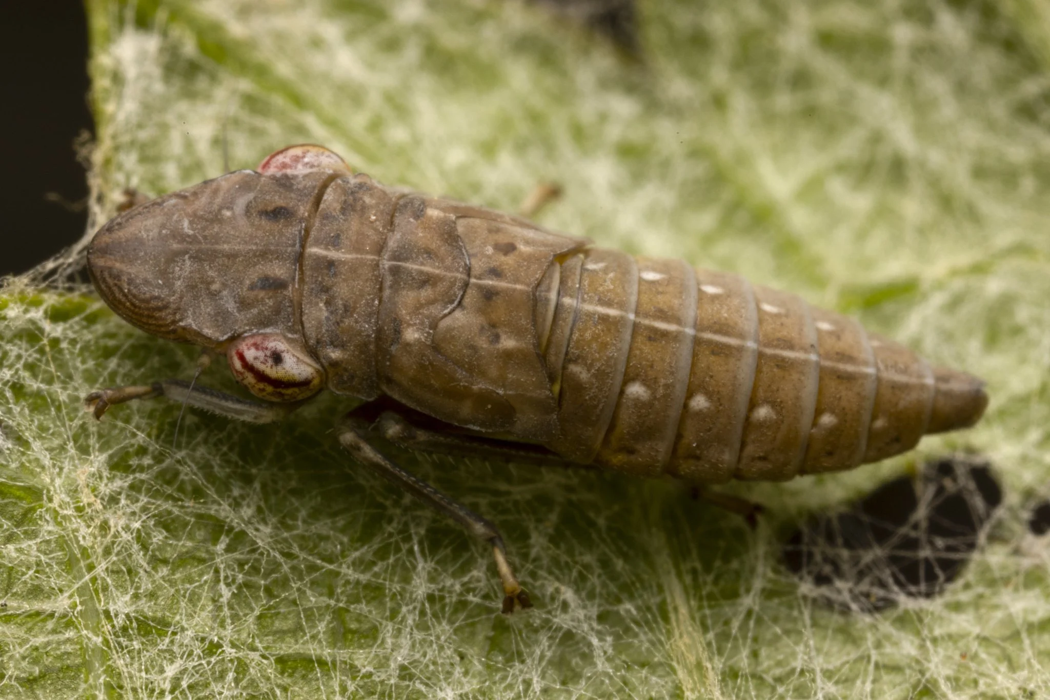 Homalodisca vitripennis