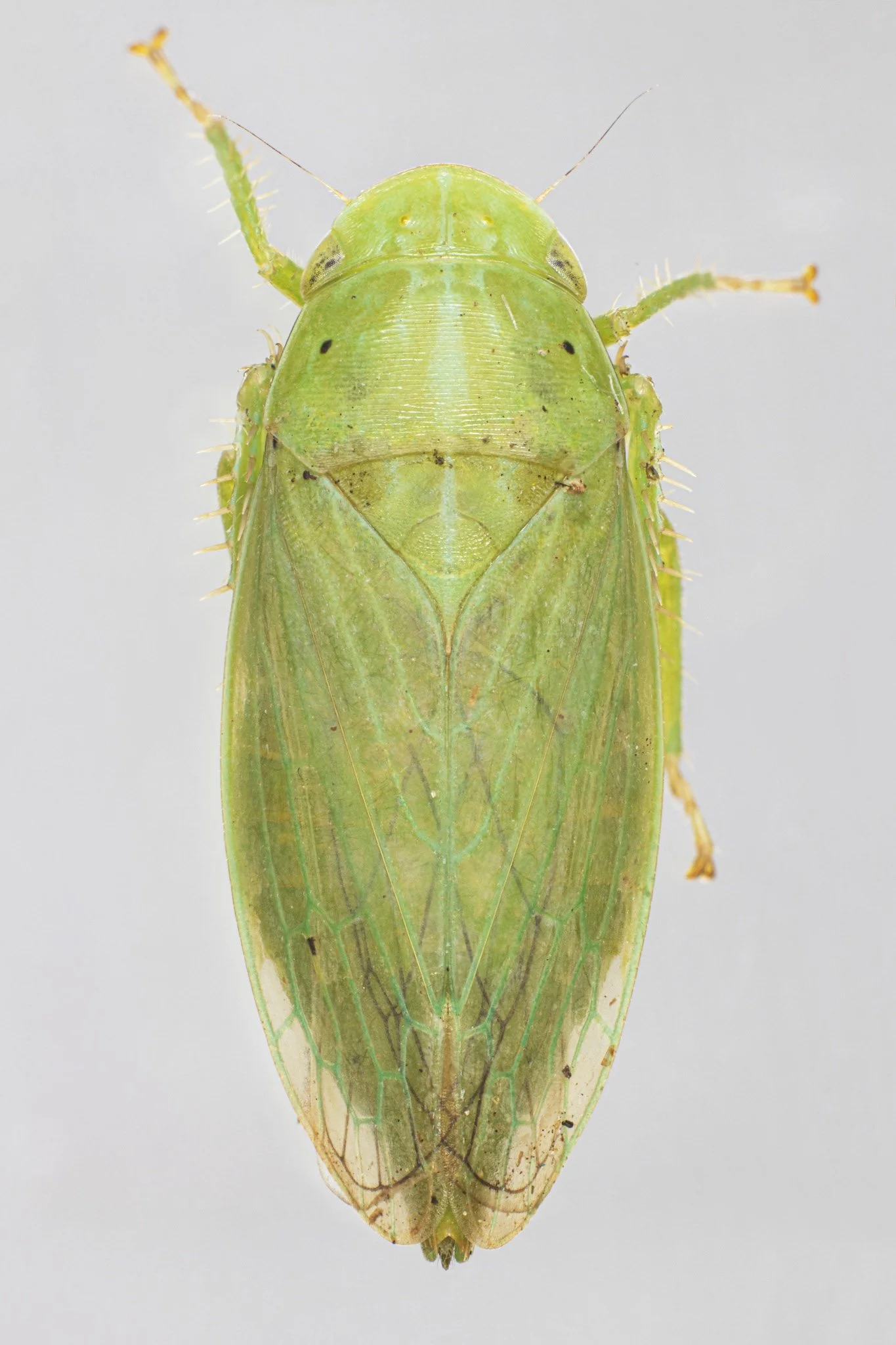 Gypona melanota