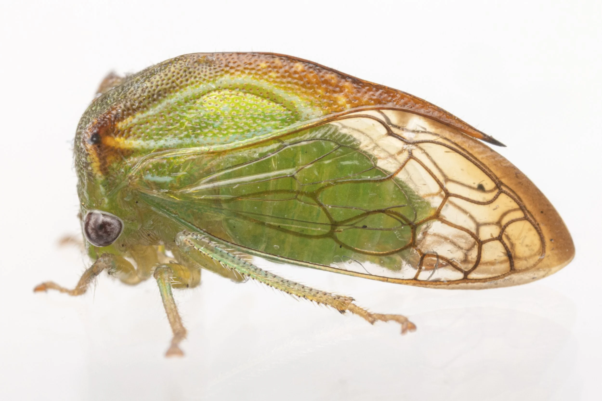 Stictolobus borealis | ♂