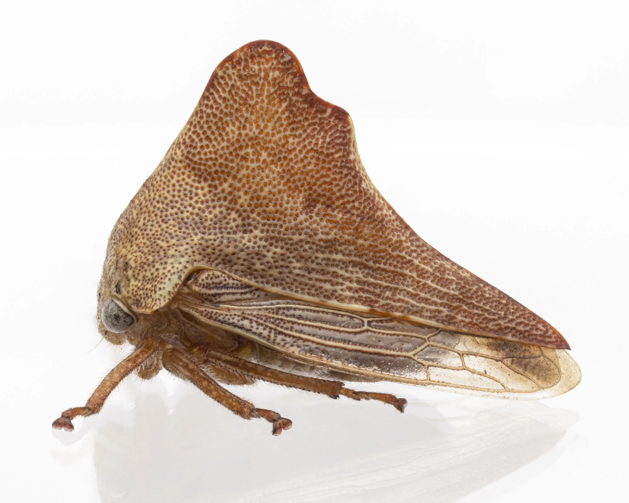 Telonaca ramona pasadena | ♀