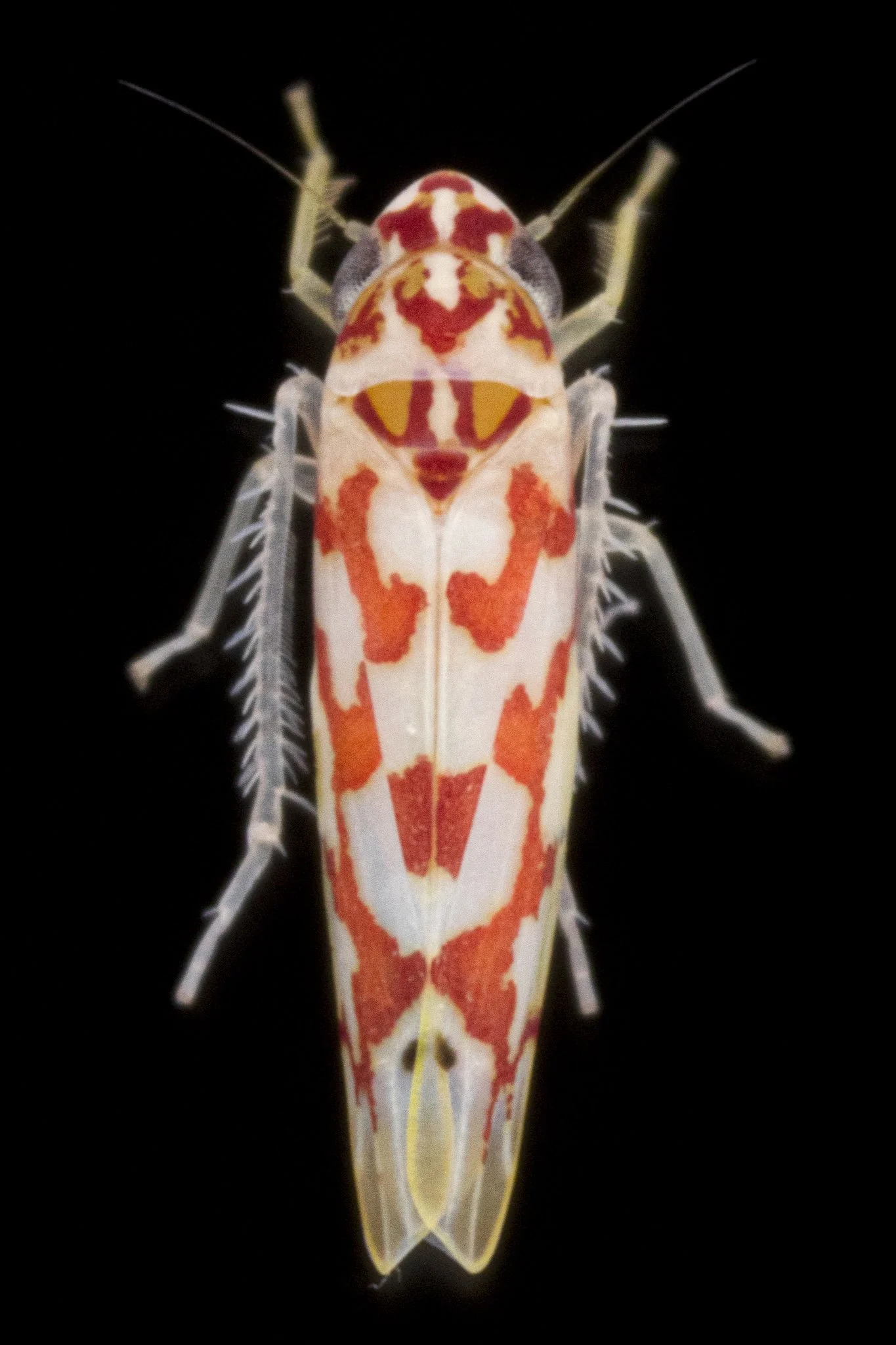 Eratoneura sp.