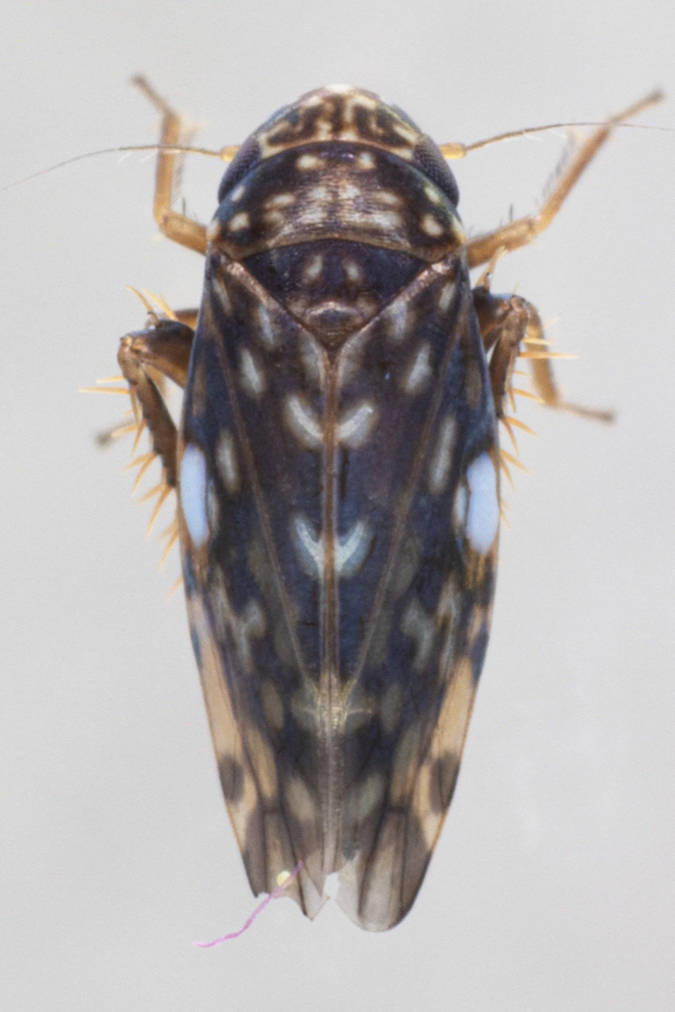 Xestocephalus superbus