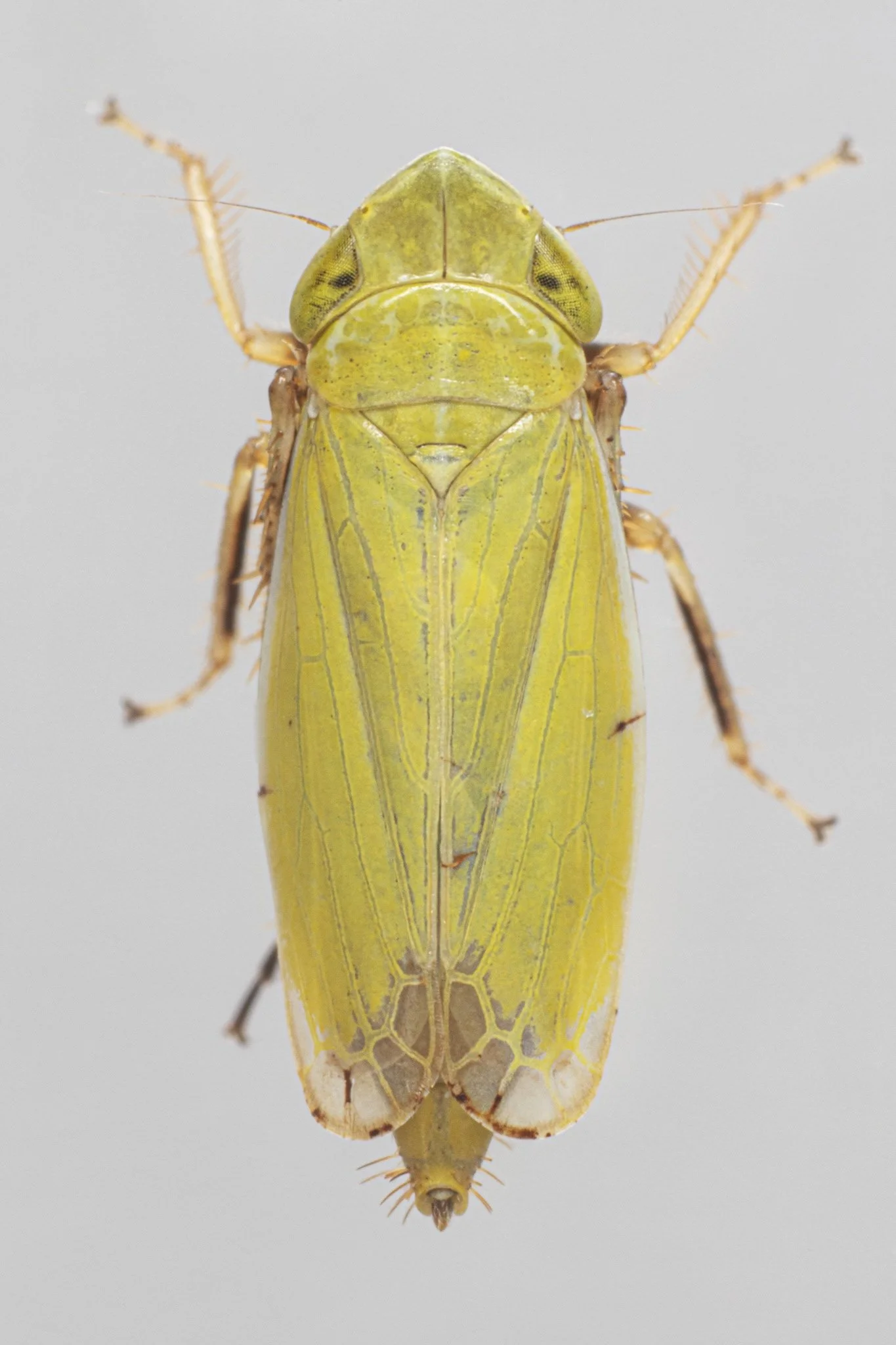 Verdanus abdominalis