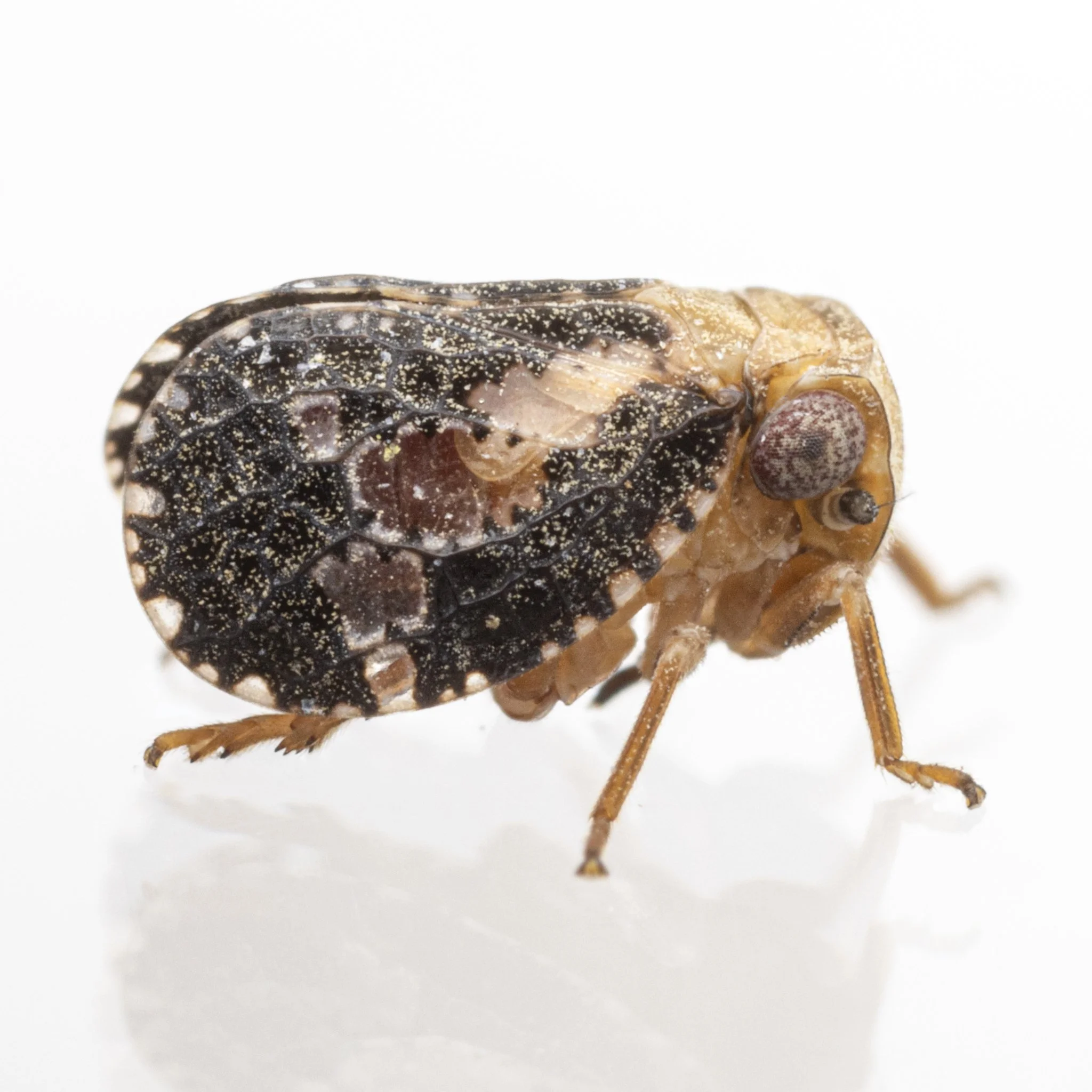 Dictyssa sp.