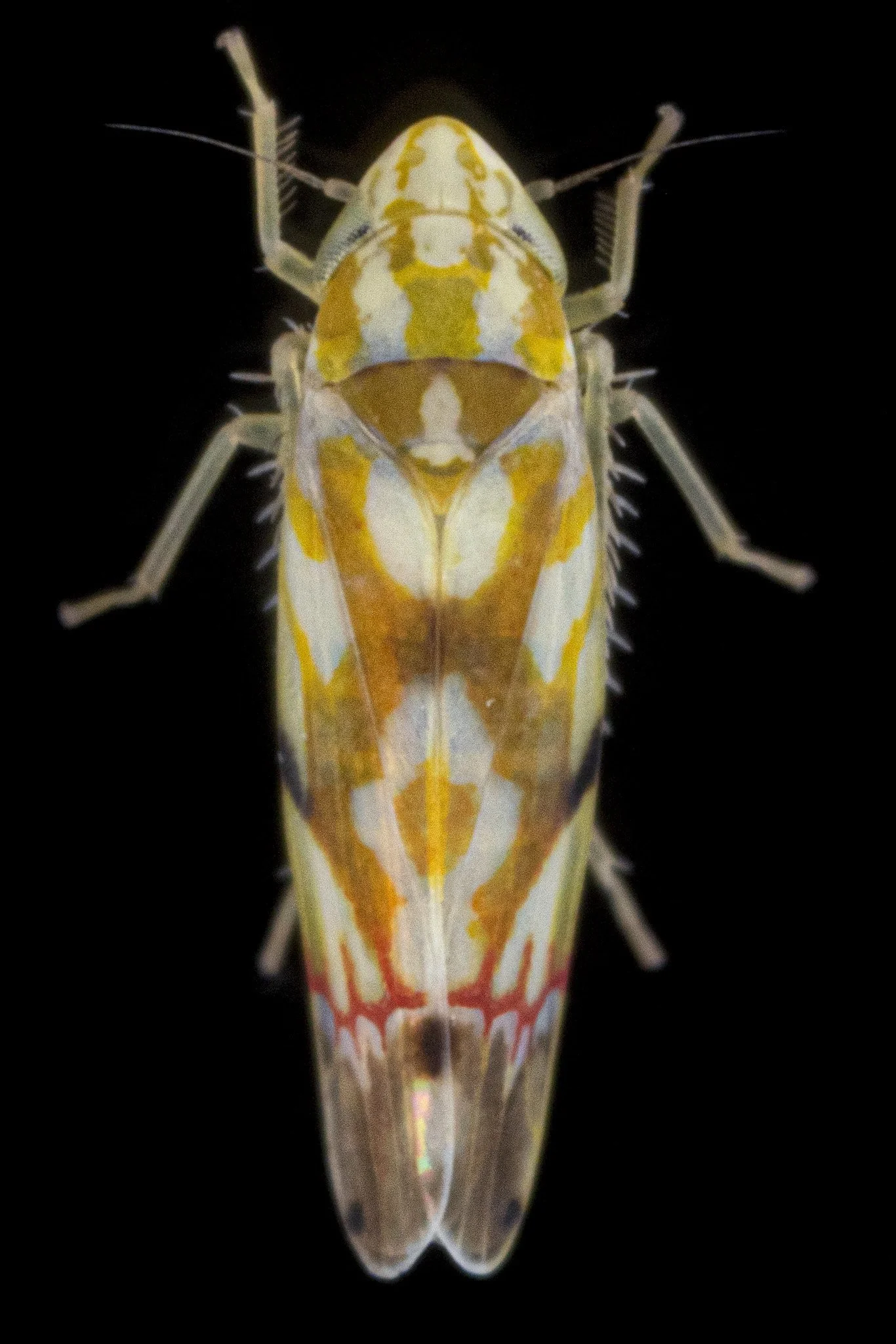 Erythroneura cf. vitifex