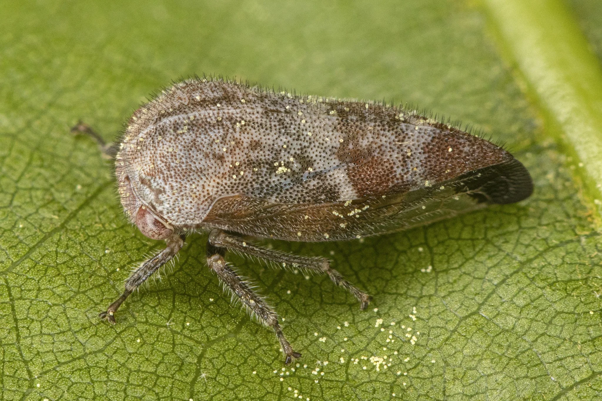 Ophiderma pubescens