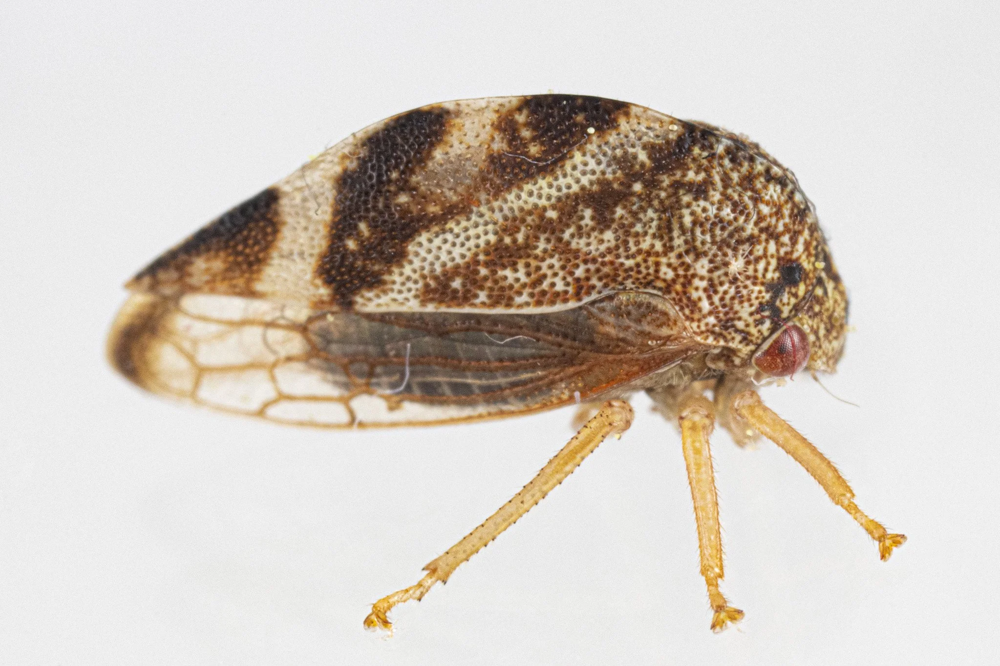 Cyrtolobus arcuatus | ♂