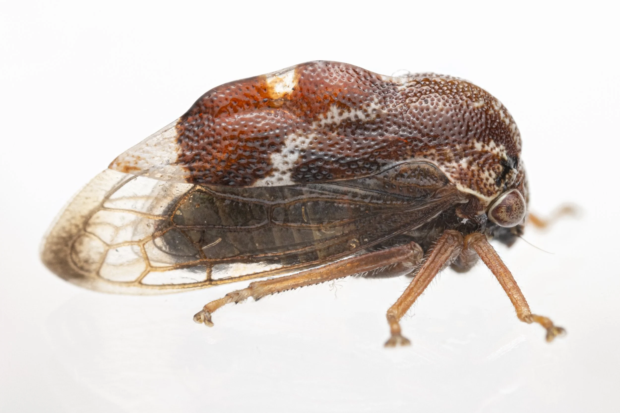 Xantholobus muticus | ♂