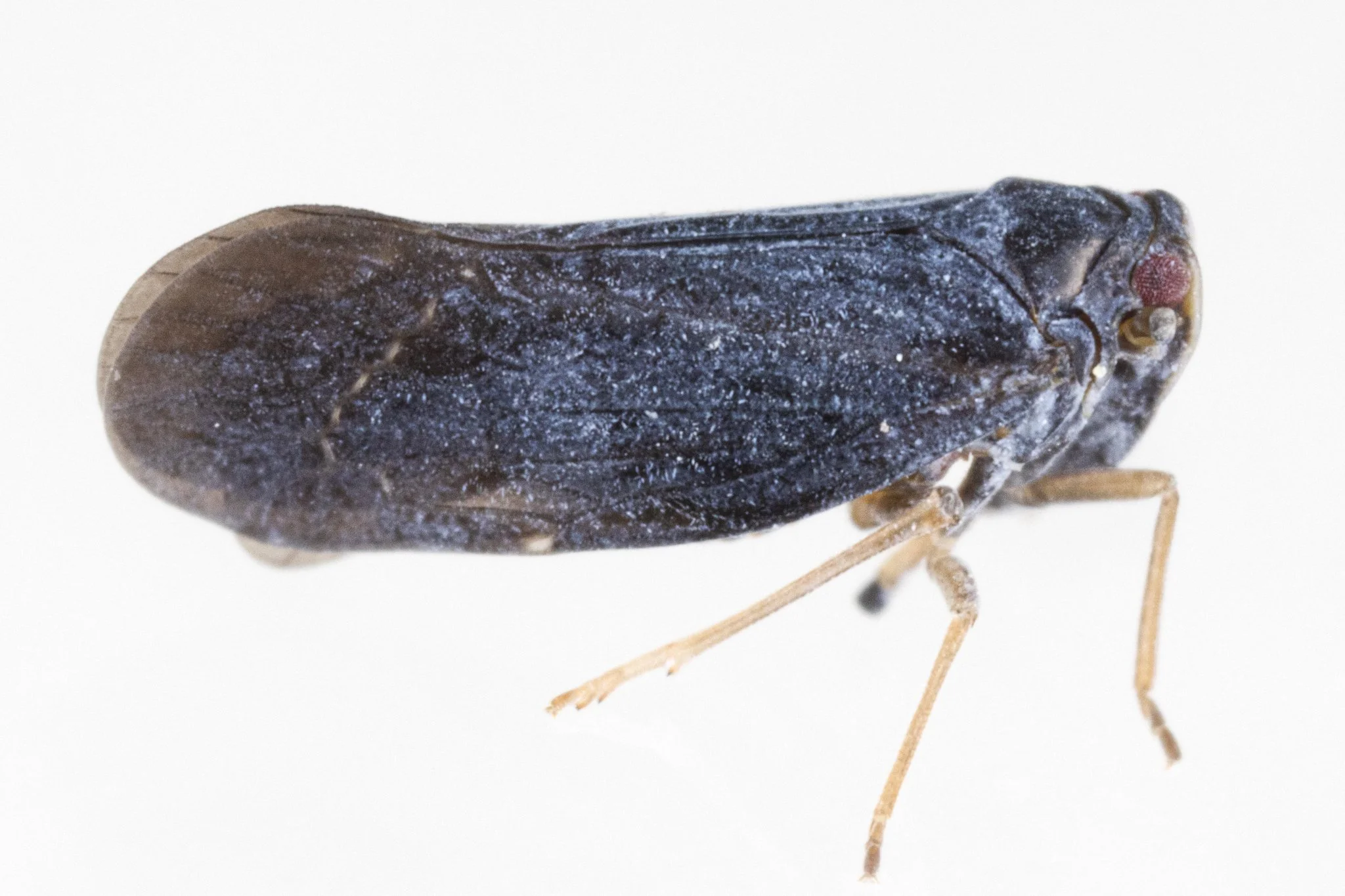 Cedusa cf. woodsholensis