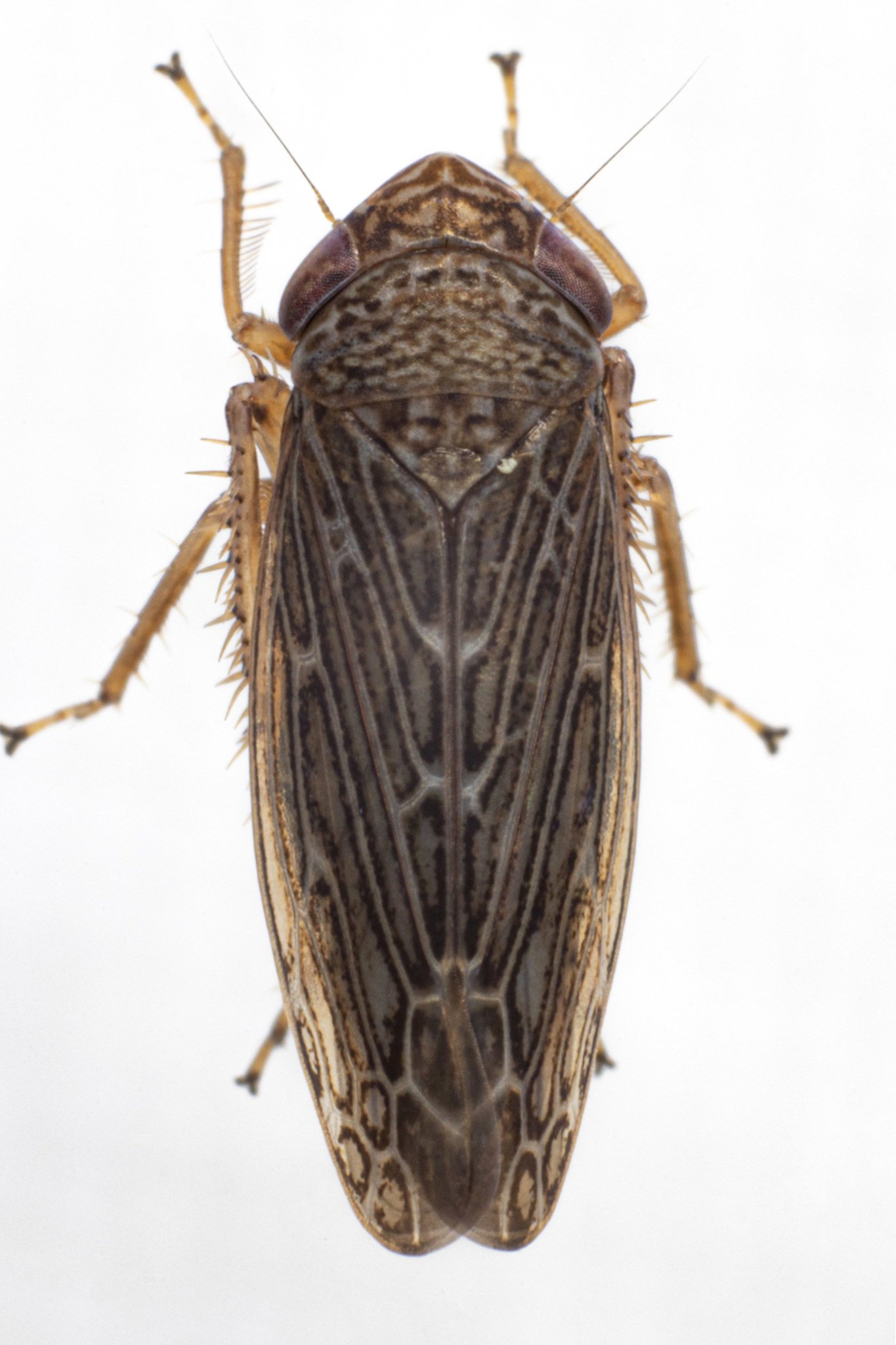 Scleroracus vaccinii