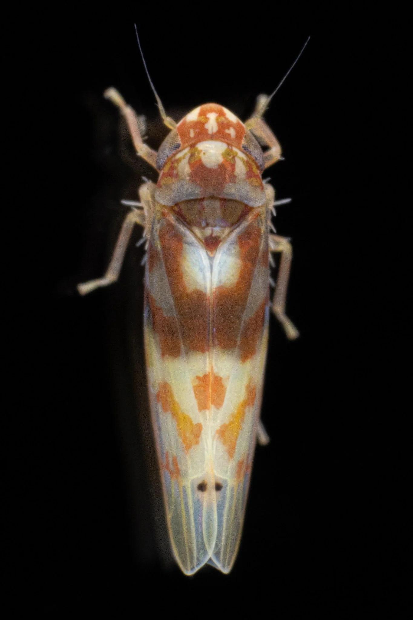 Eratoneura cf. affinis