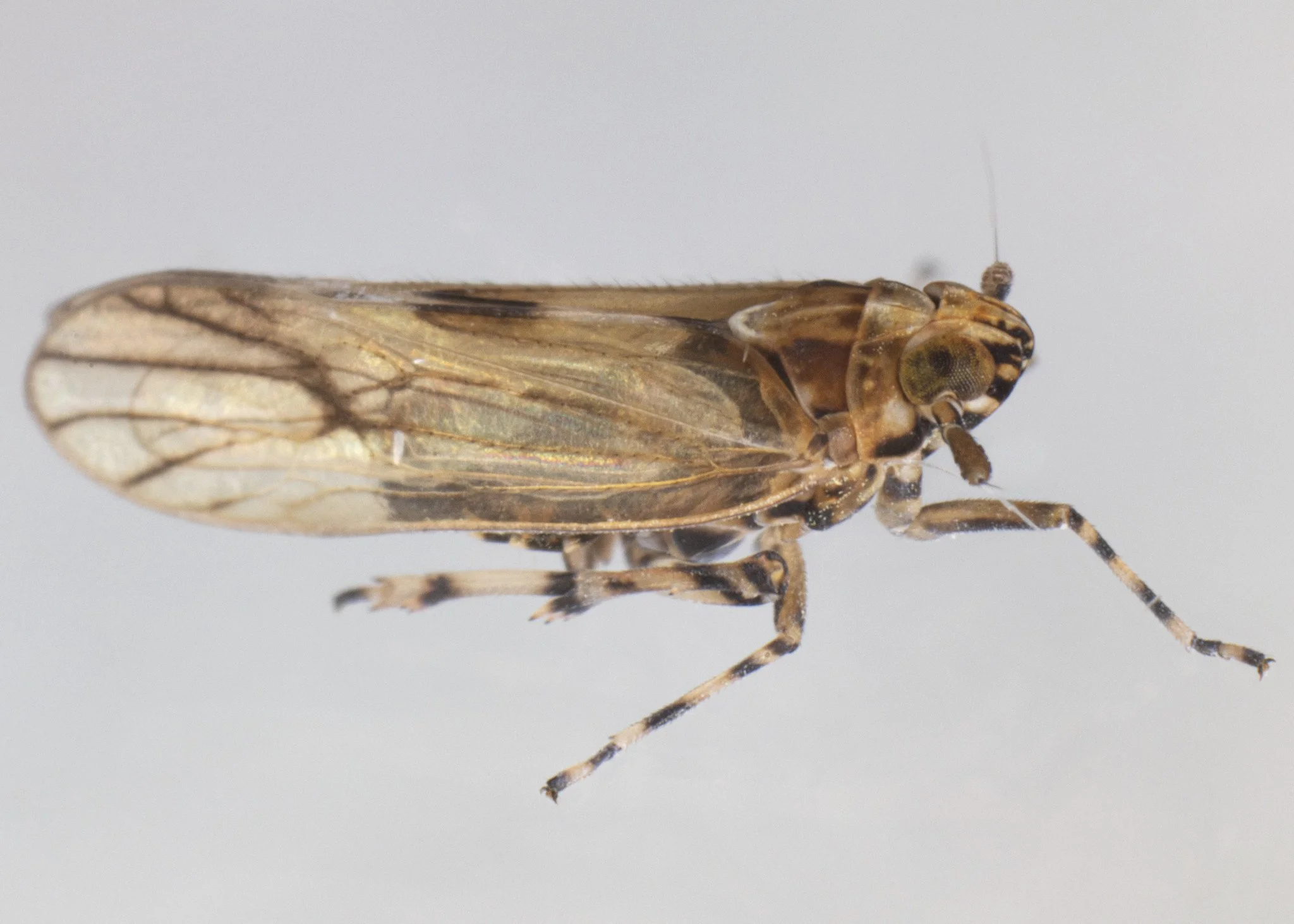 Megamelus palaetus