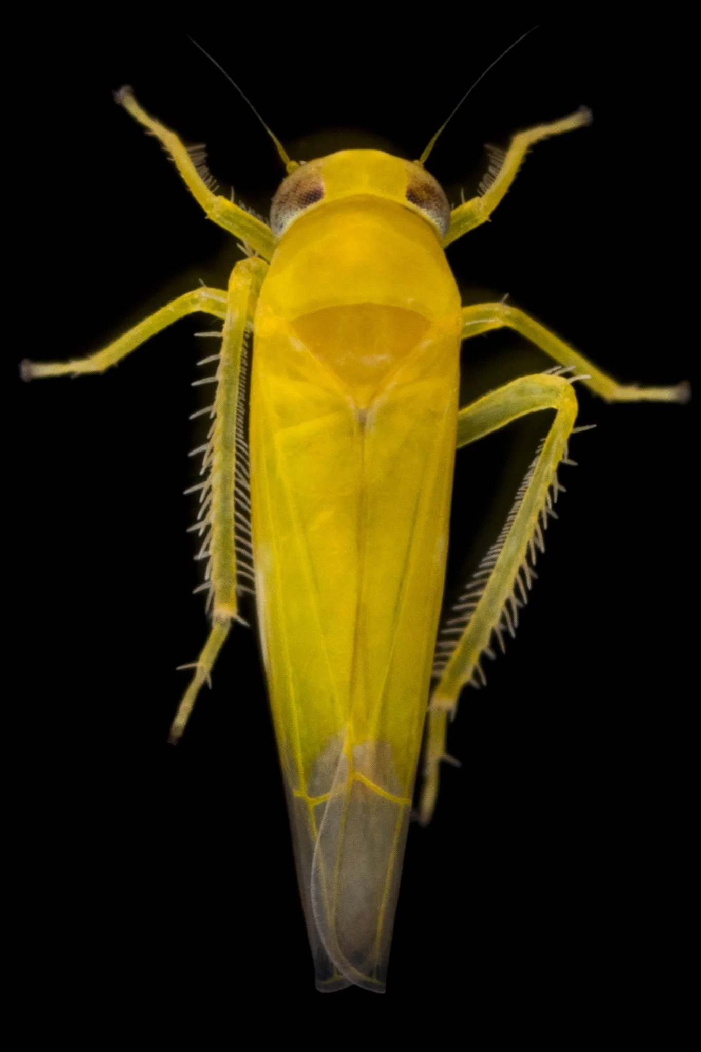 Alebra cf. aurea