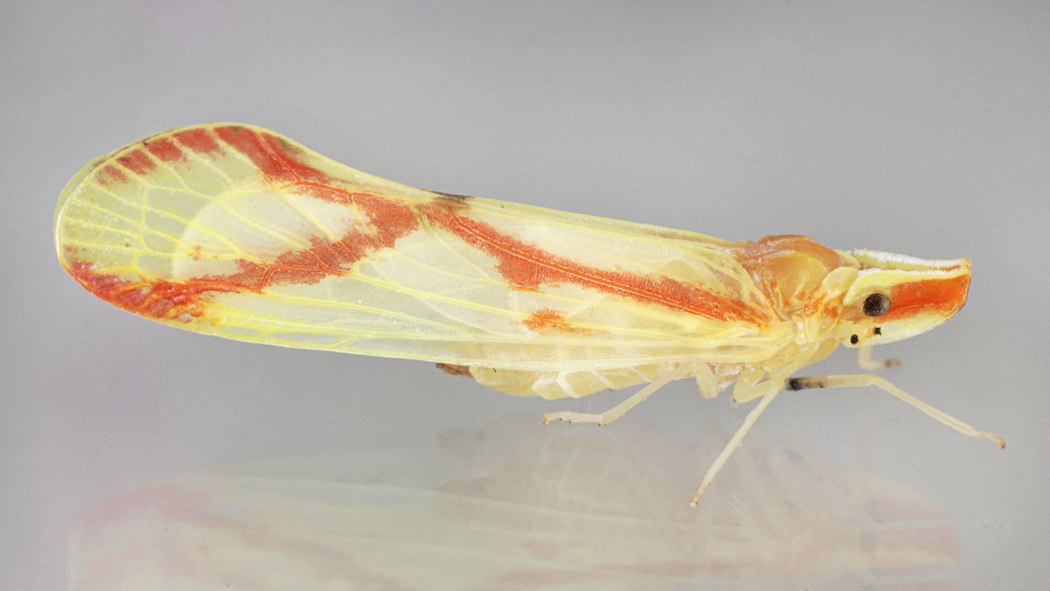 Otiocerus coquebertii