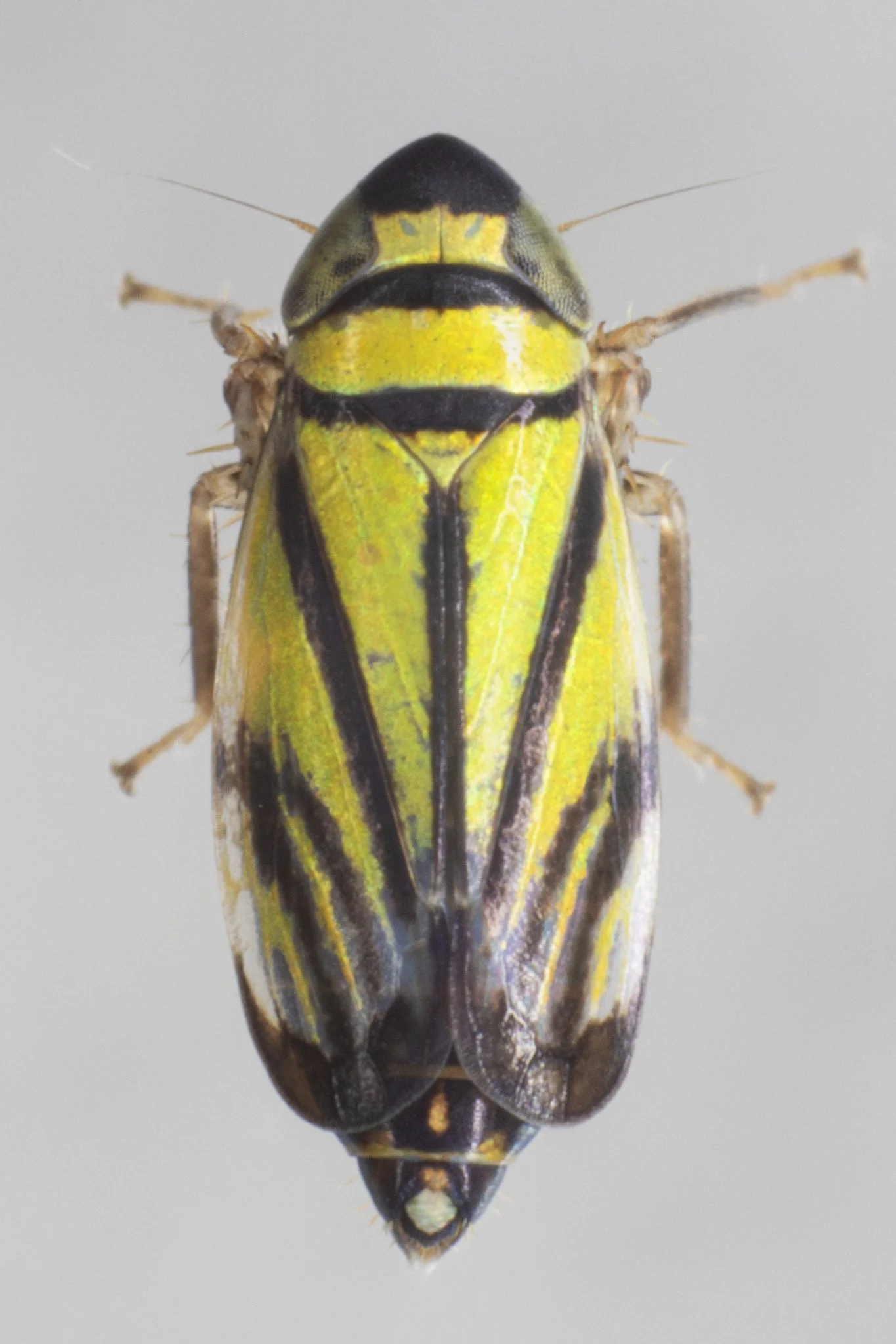 Stirellus bicolor