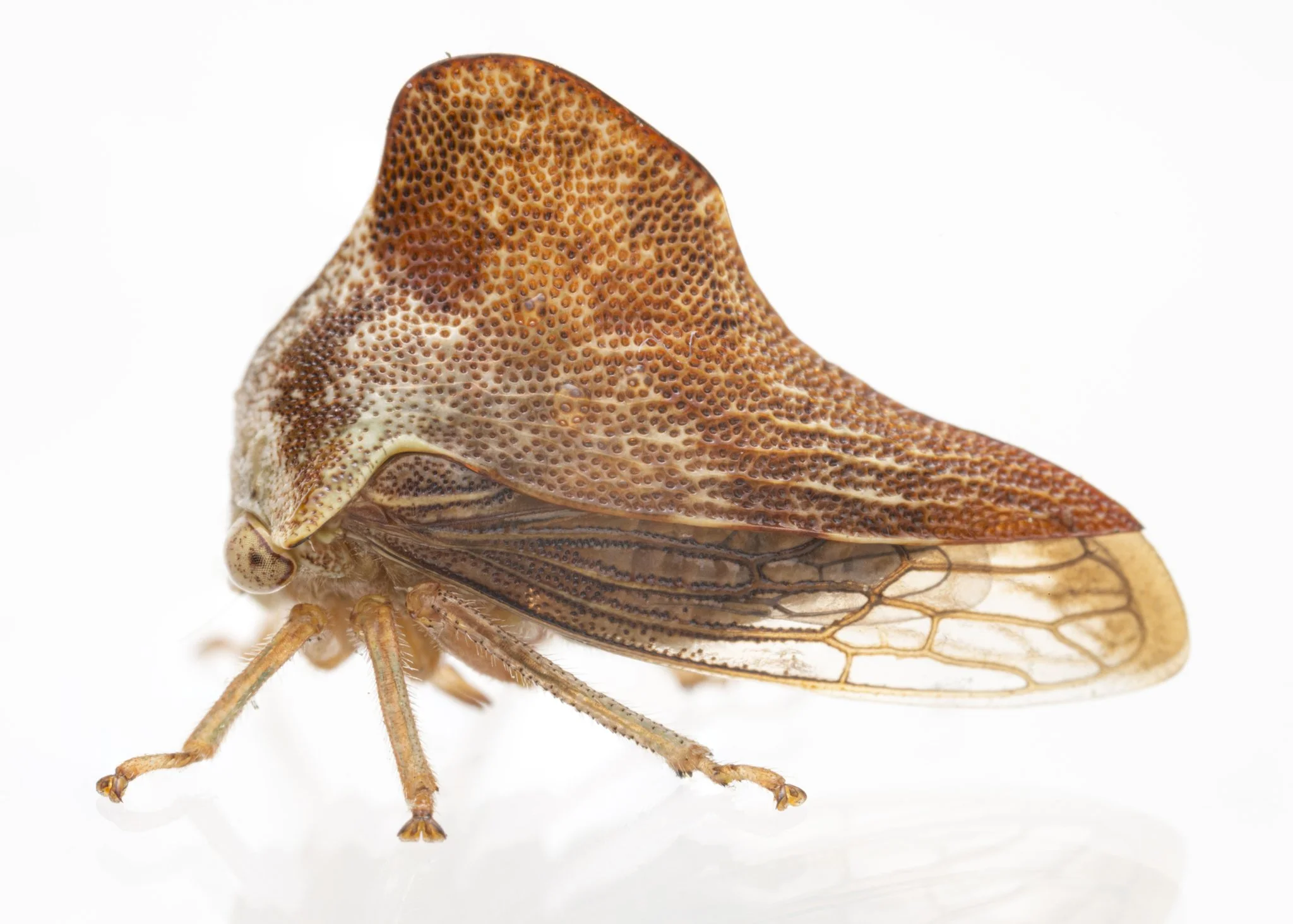 Telamona collina | ♂