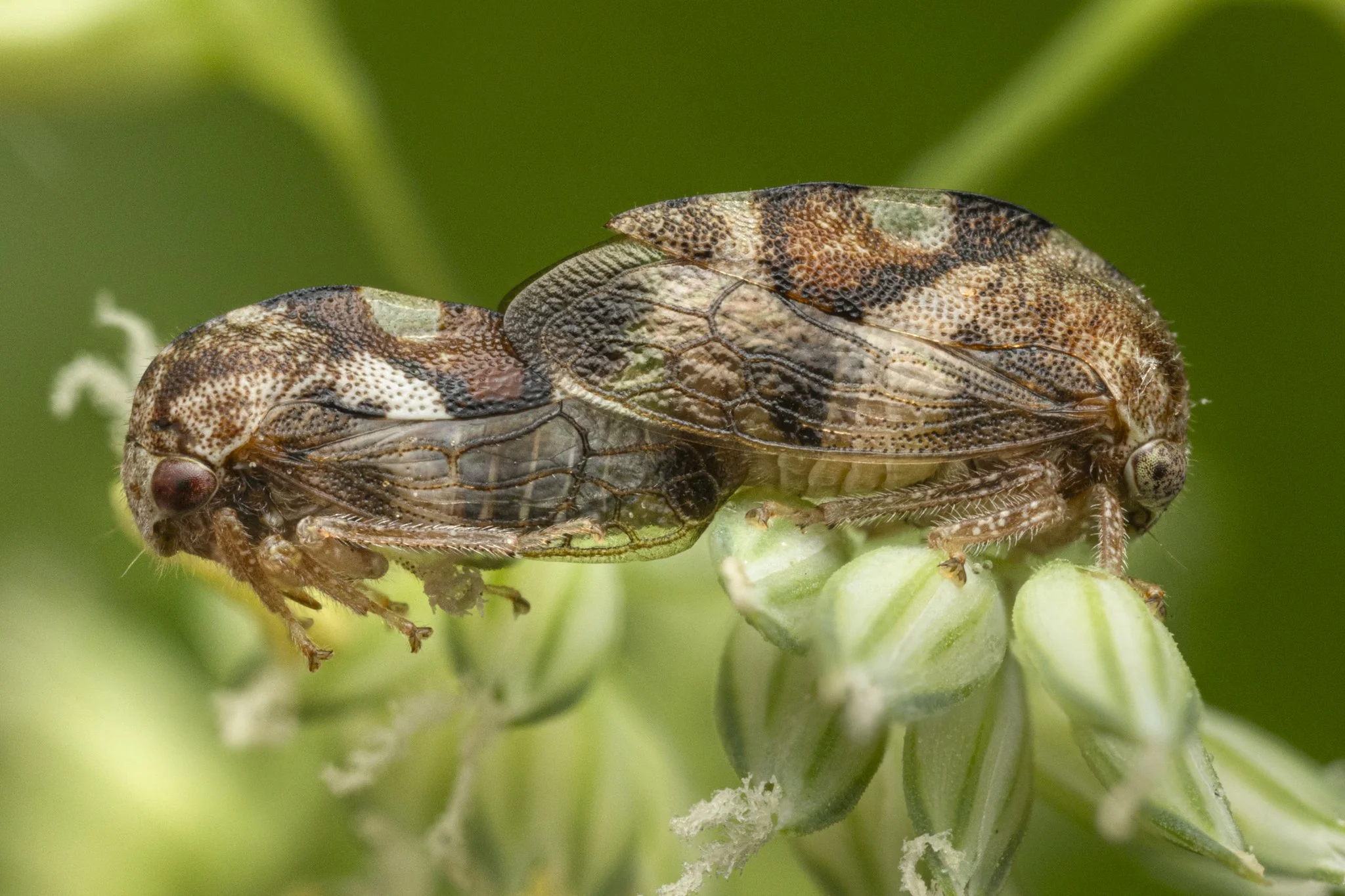 Cyrtolobus gramatanus
