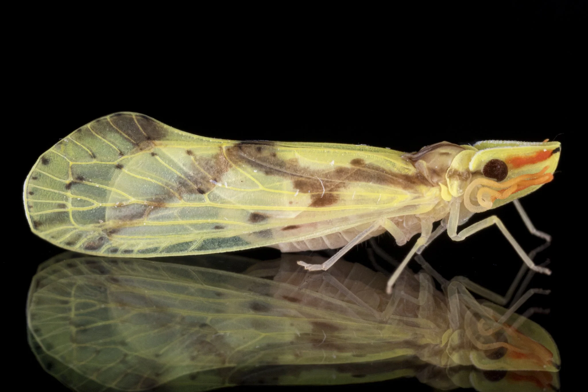 Otiocerus wolfii
