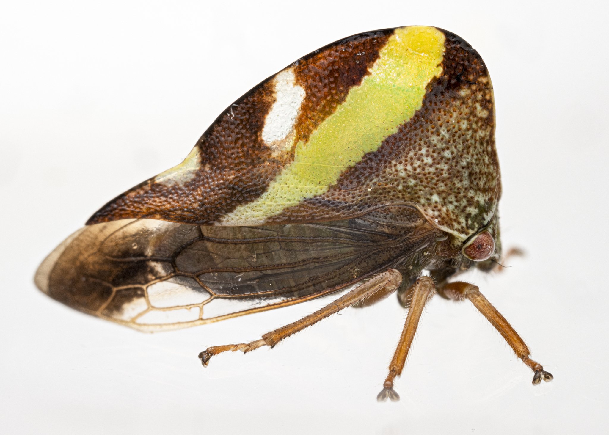 Smilia camelus | ♀