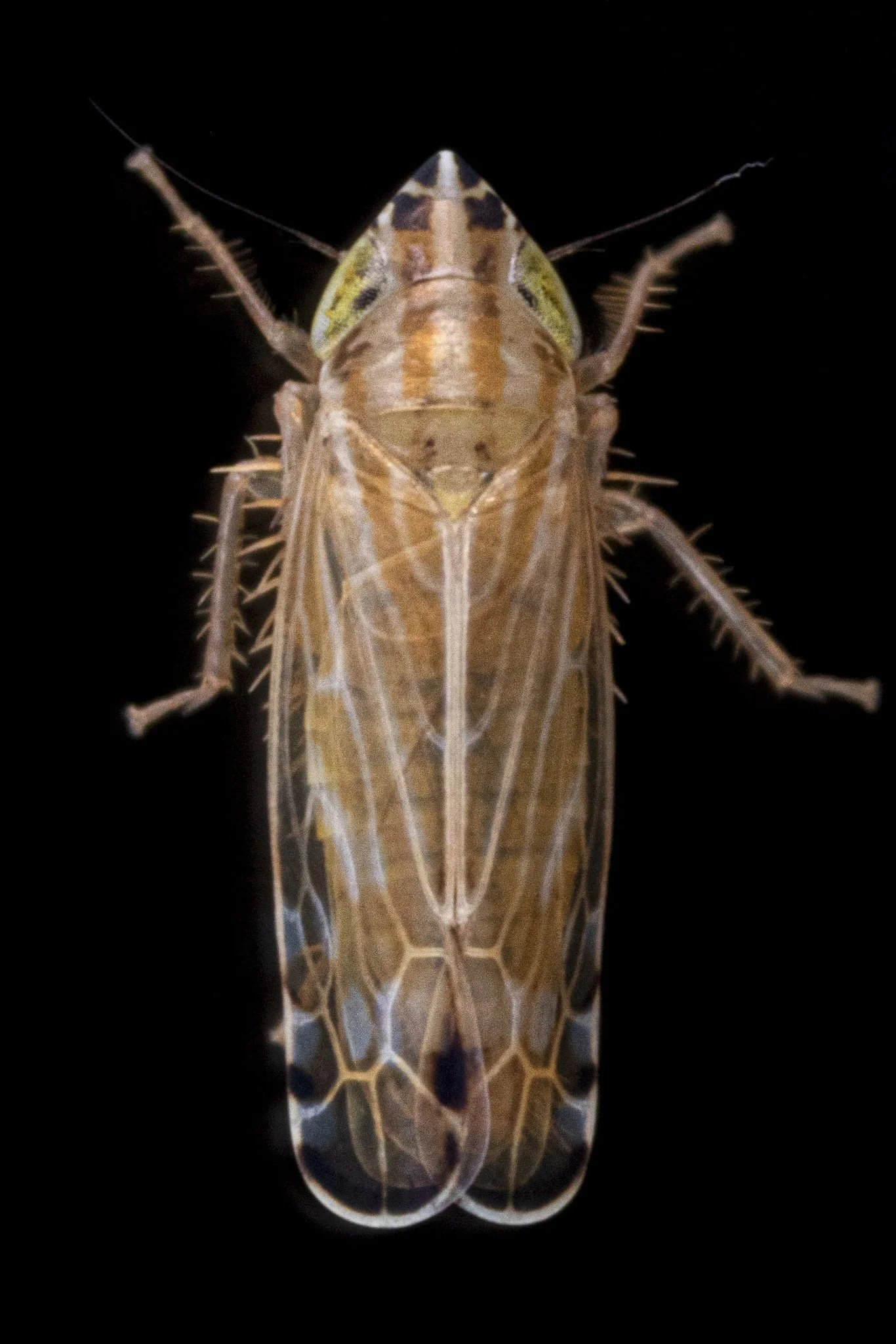 Cosmotettix delector