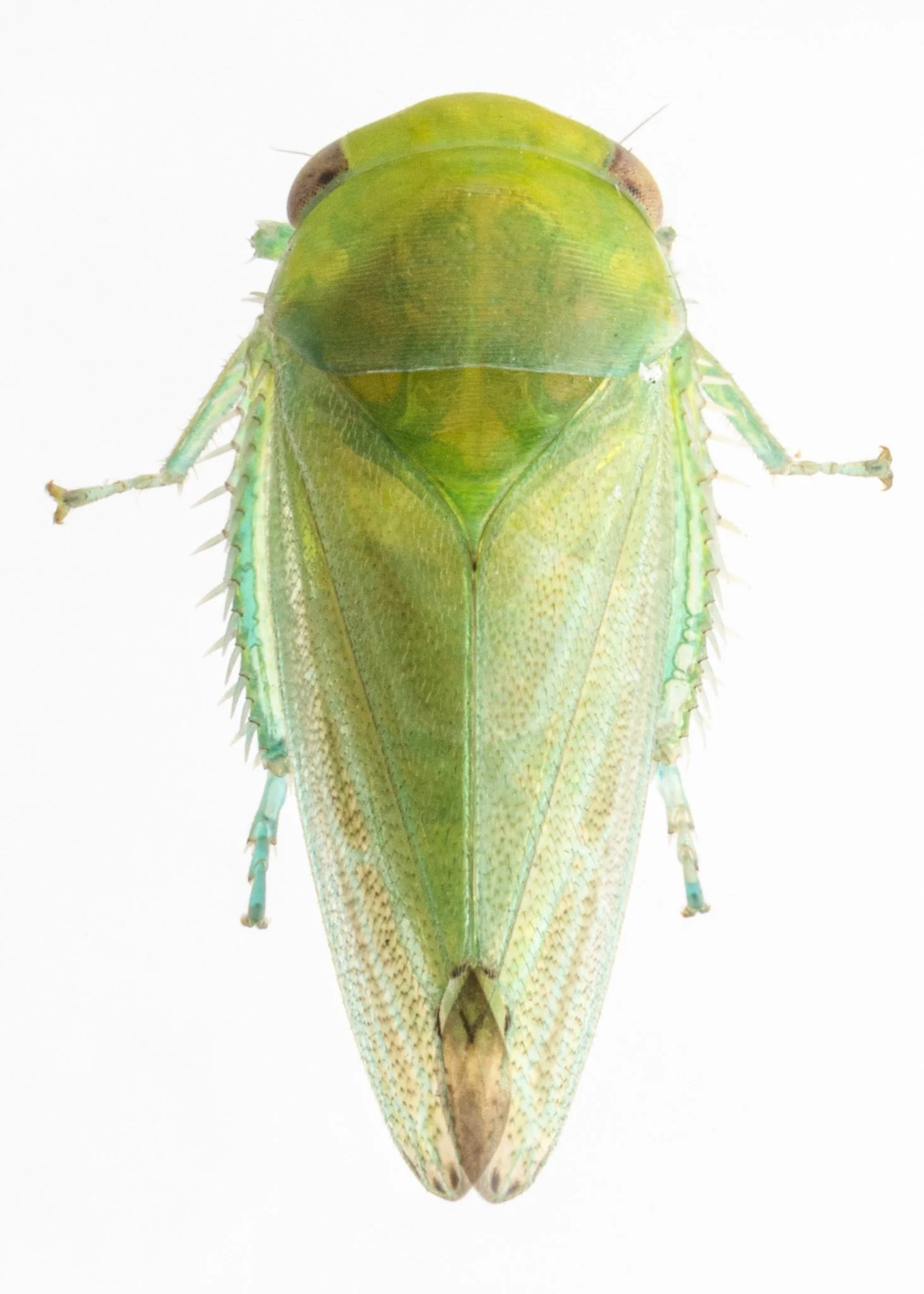 Momoria sp.
