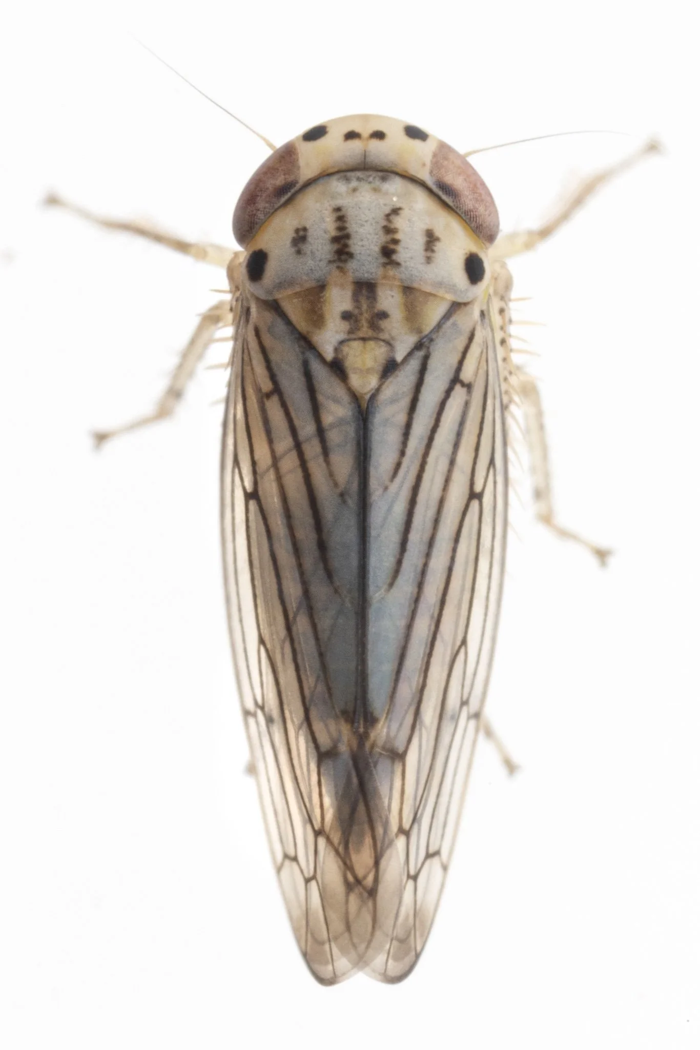 Ollarianus armus