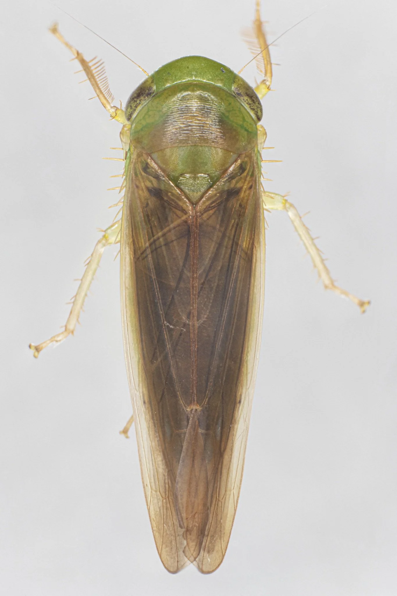 Chlorotettix tergatus