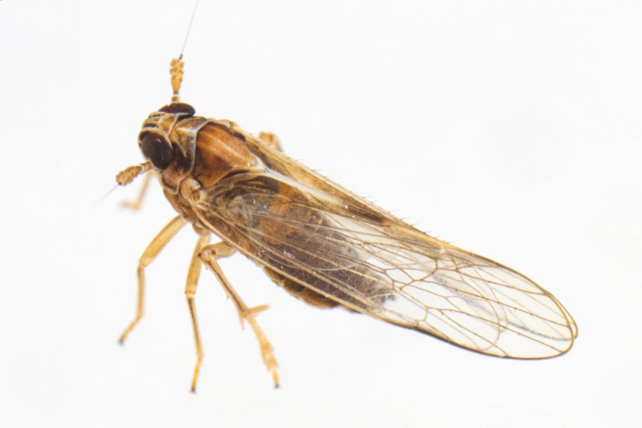 Muellerianella laminalis