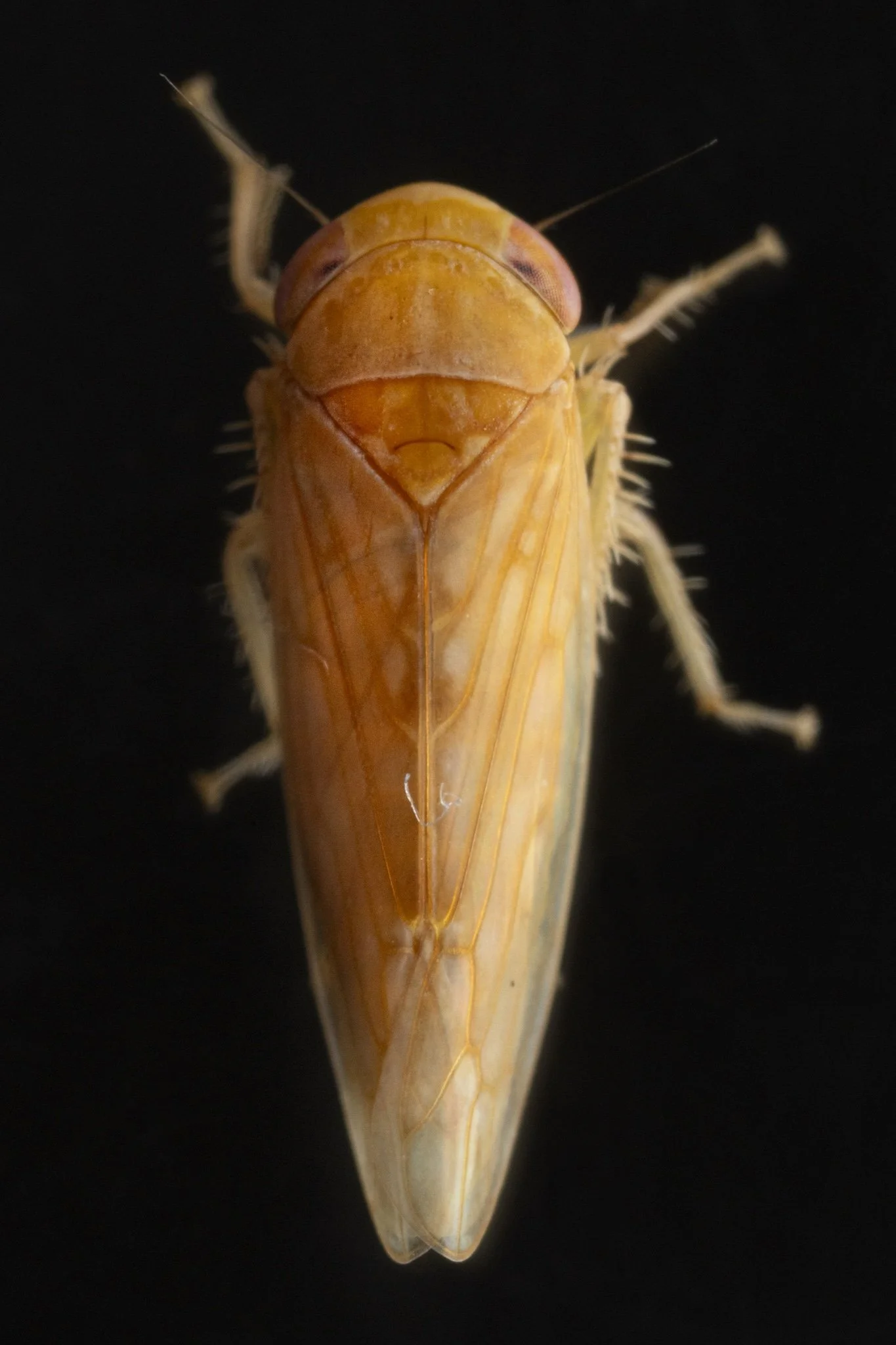 Eutettix sp.