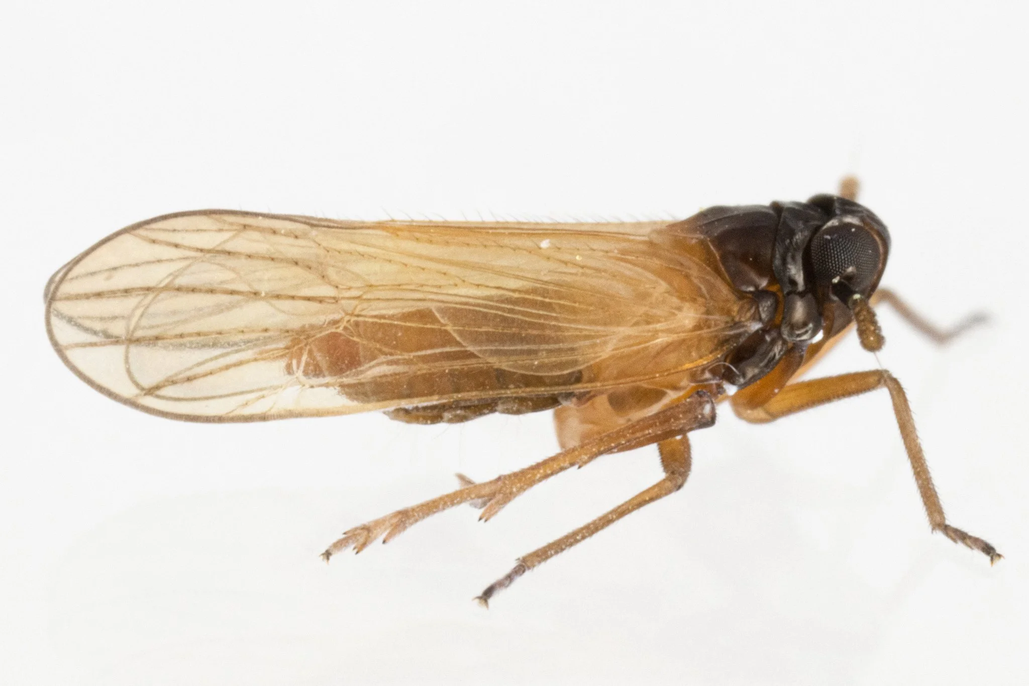 Penepissonotus bicolor