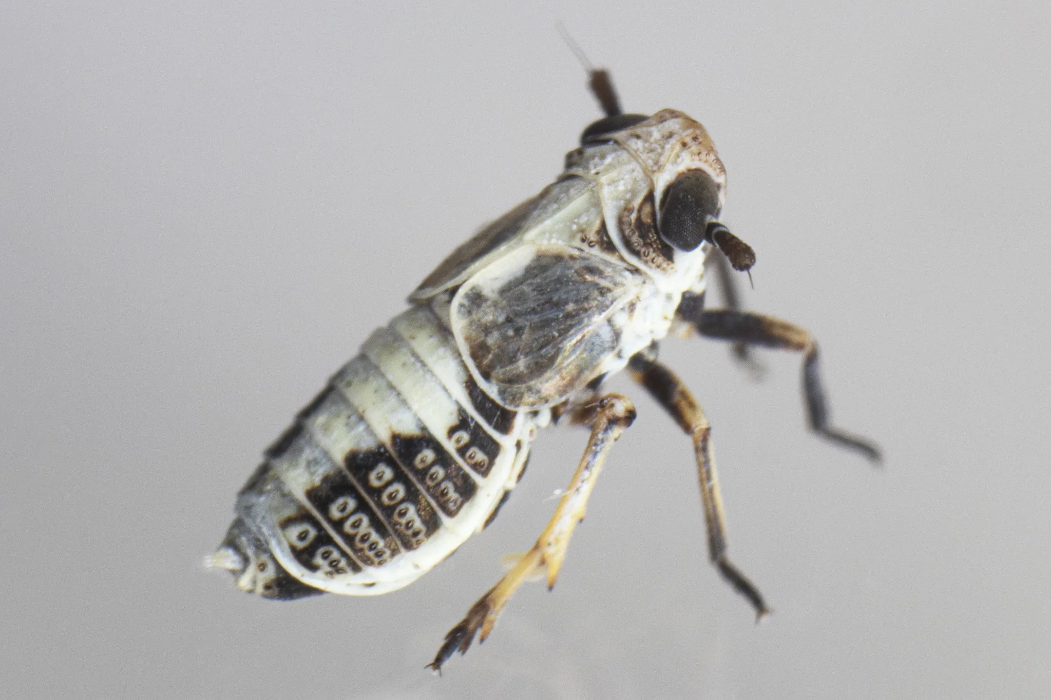 Laccocera vittipennis